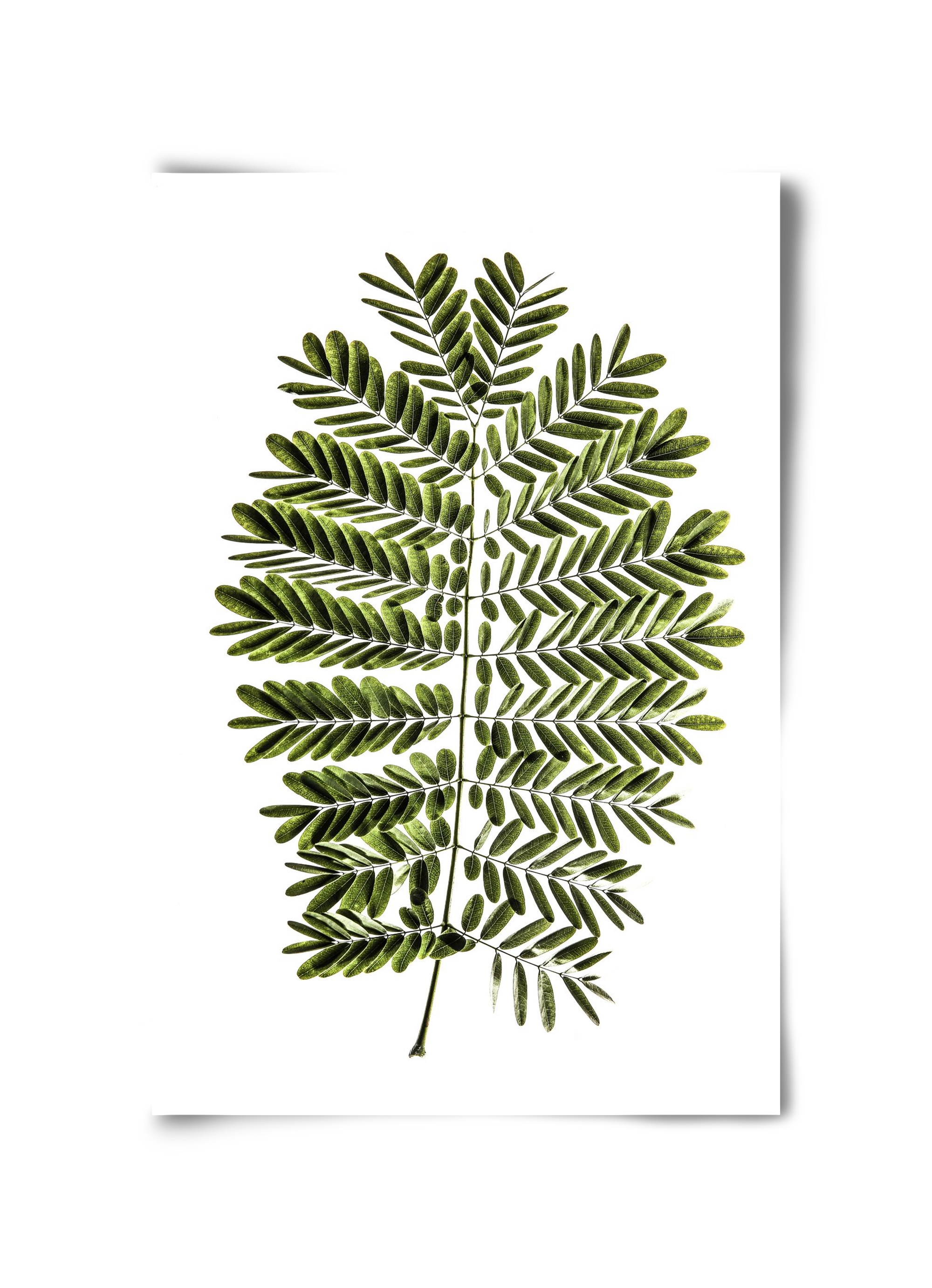 Leaf study, 30x45 cm, Keret nélkül