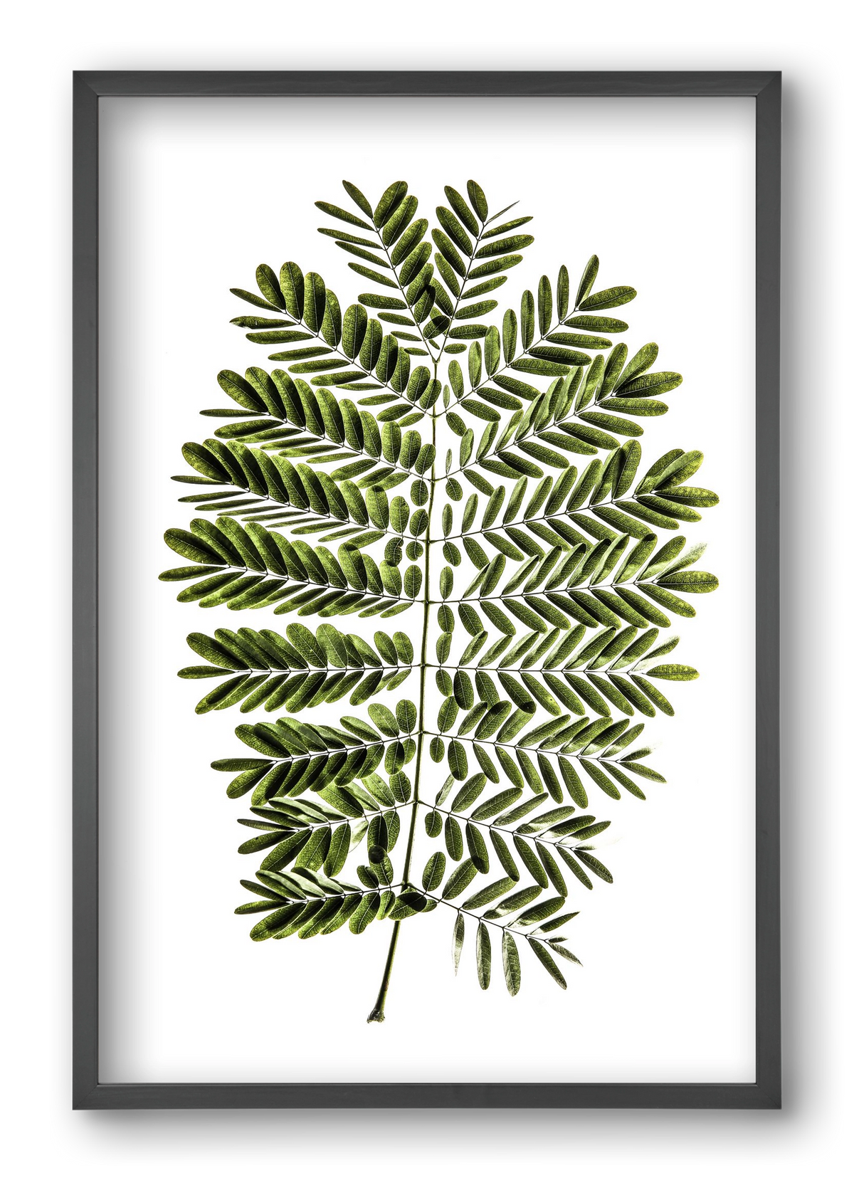 Leaf study, 40x60 cm (40x60 cm), Fekete keret