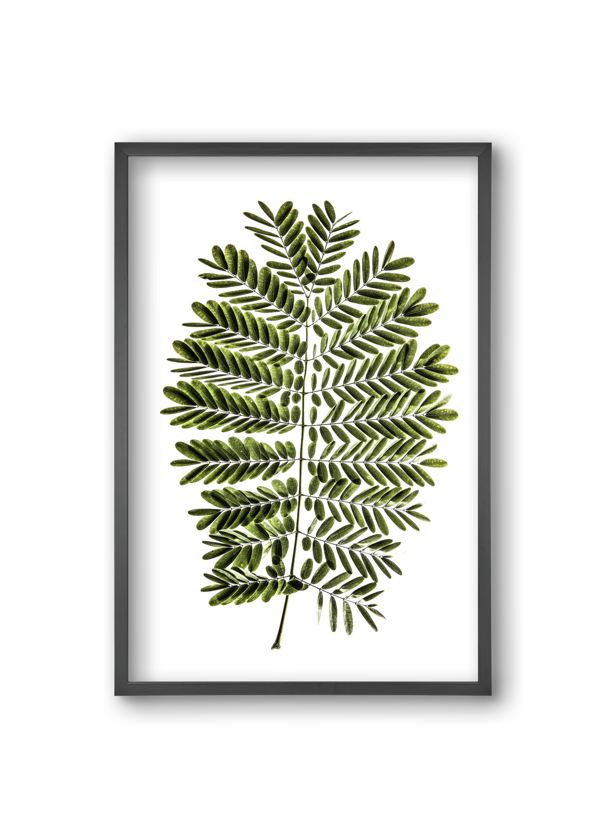 Leaf study, 20x30 cm (20x30 cm), Fekete keret