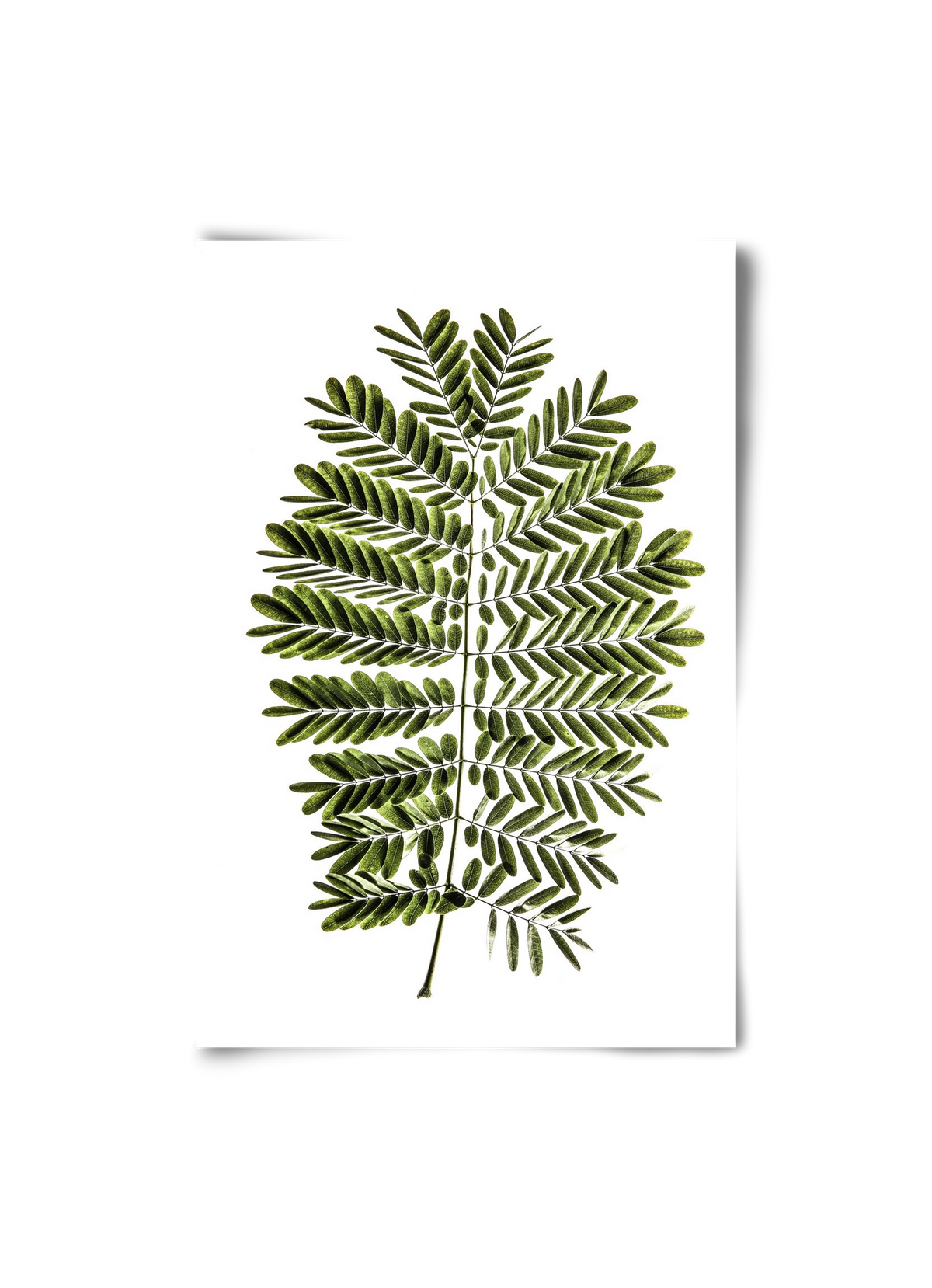 Leaf study, 20x30 cm, Keret nélkül