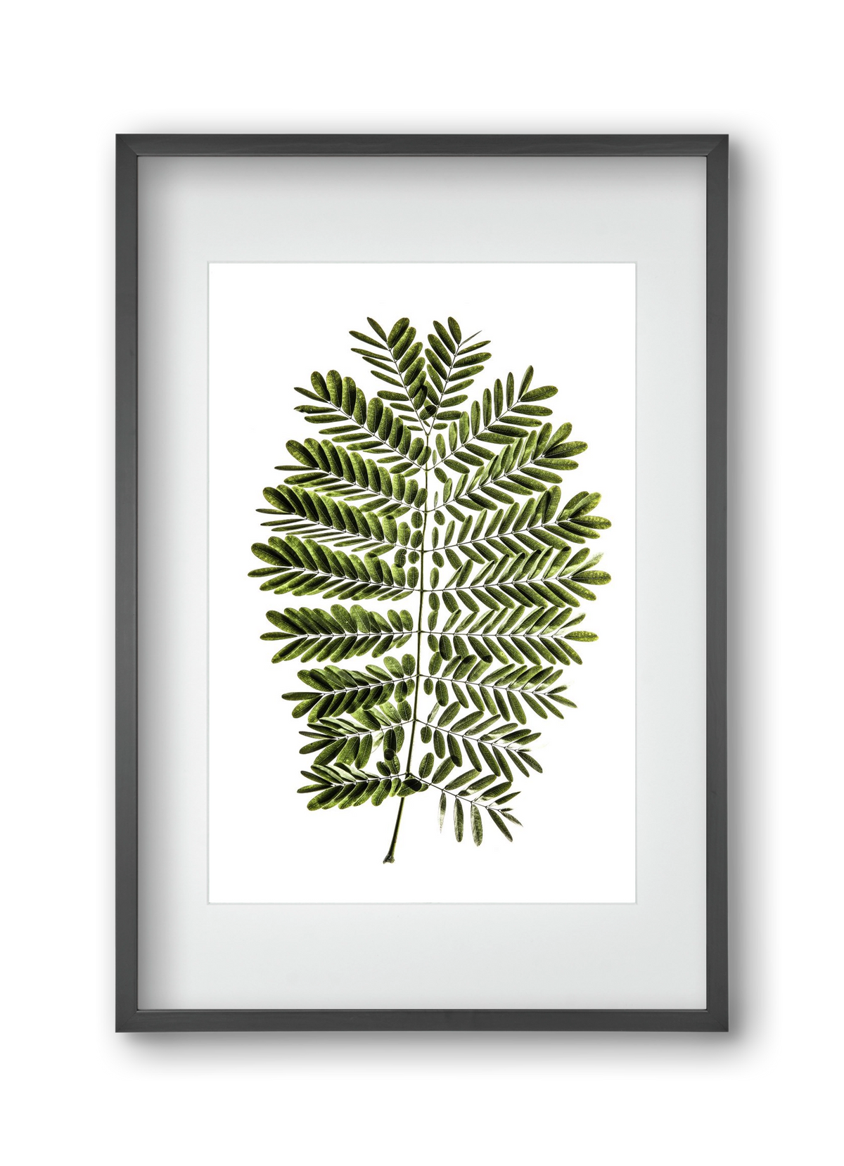 Leaf study, 30x45 cm (20x30 cm), Fekete keret, paszpartuval