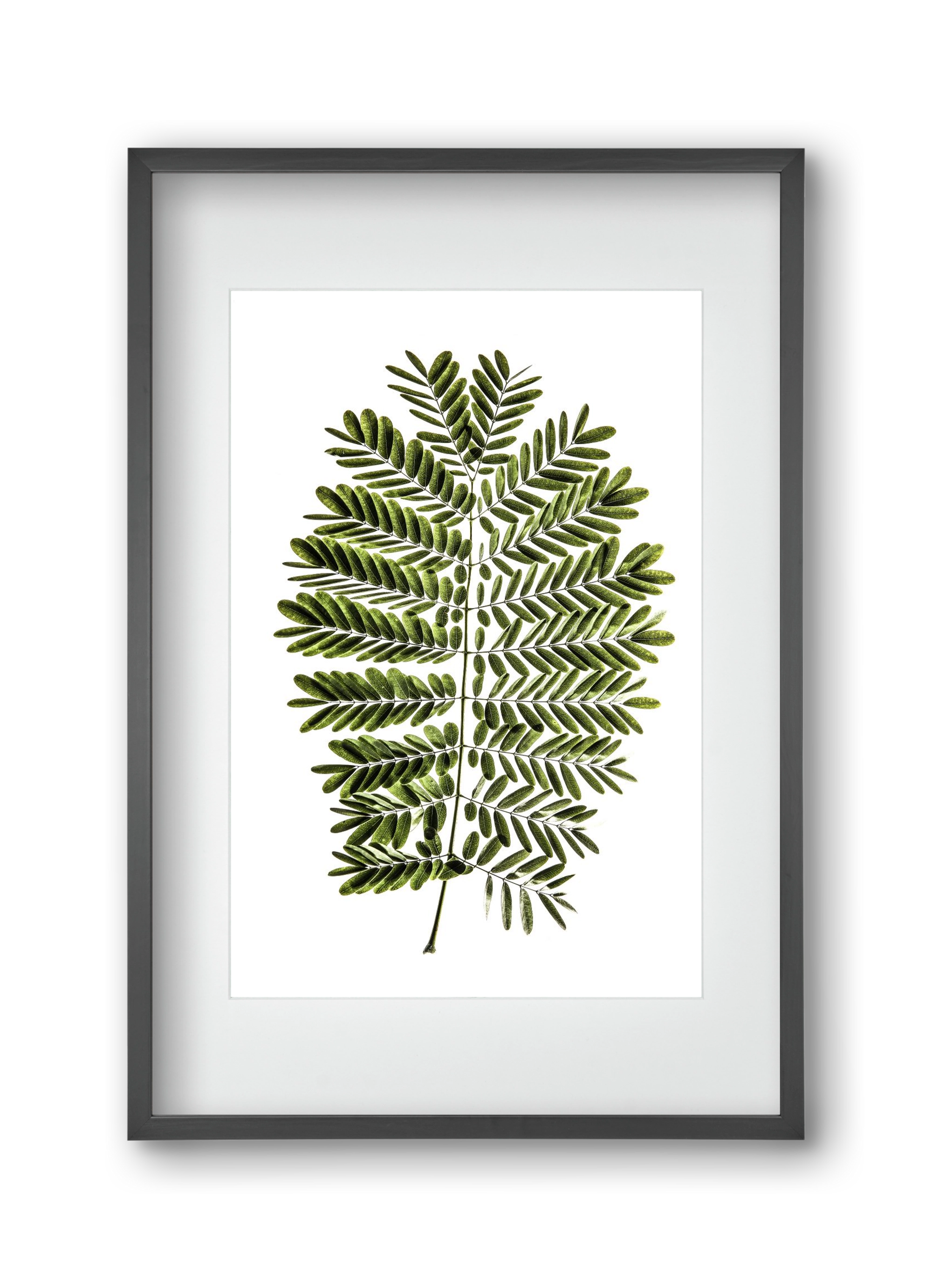 Leaf study, 30x45 cm (20x30 cm), Fekete keret, paszpartuval
