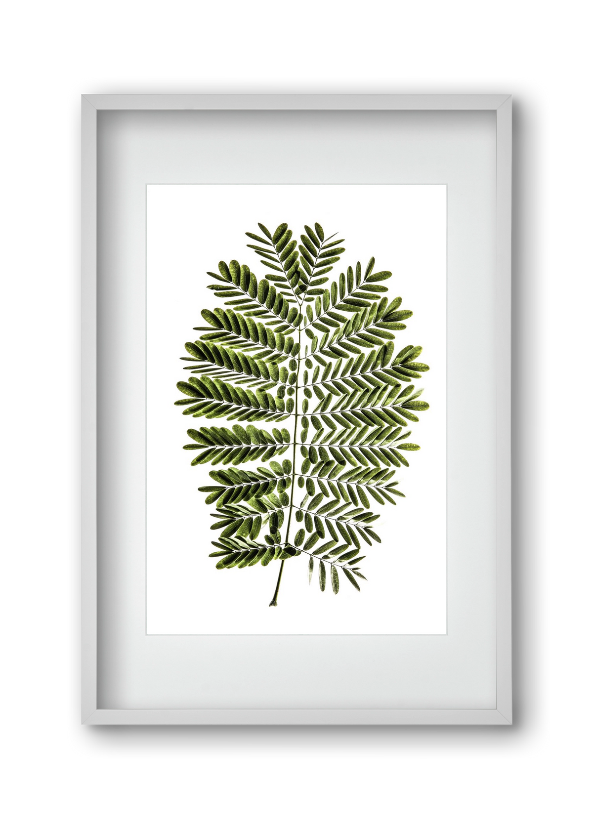 Leaf study, 30x45 cm (20x30 cm), Fehér keret, paszpartuval