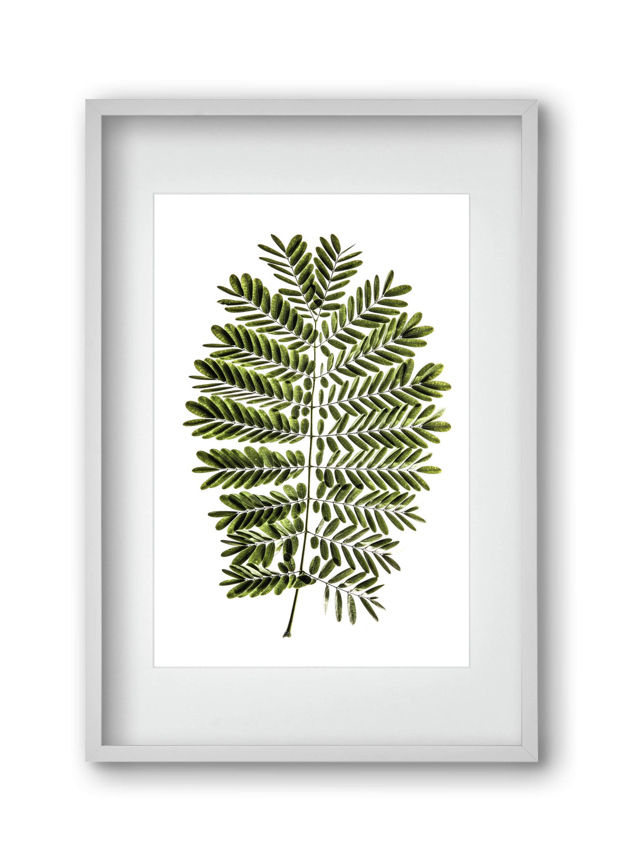 Leaf study, 30x45 cm (20x30 cm), Fehér keret, paszpartuval