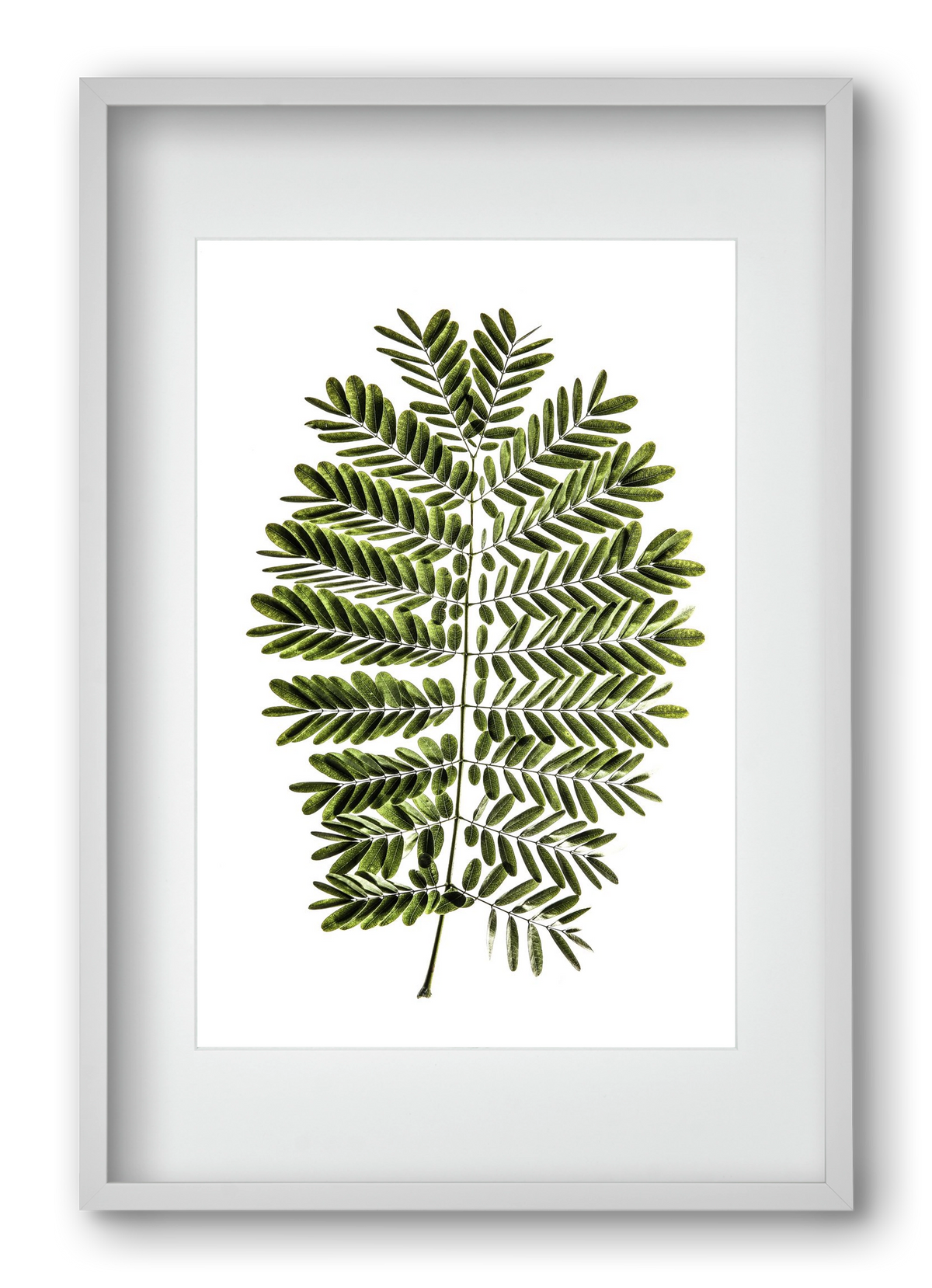 Leaf study, 40x60 cm (30x45 cm), Fehér keret, paszpartuval