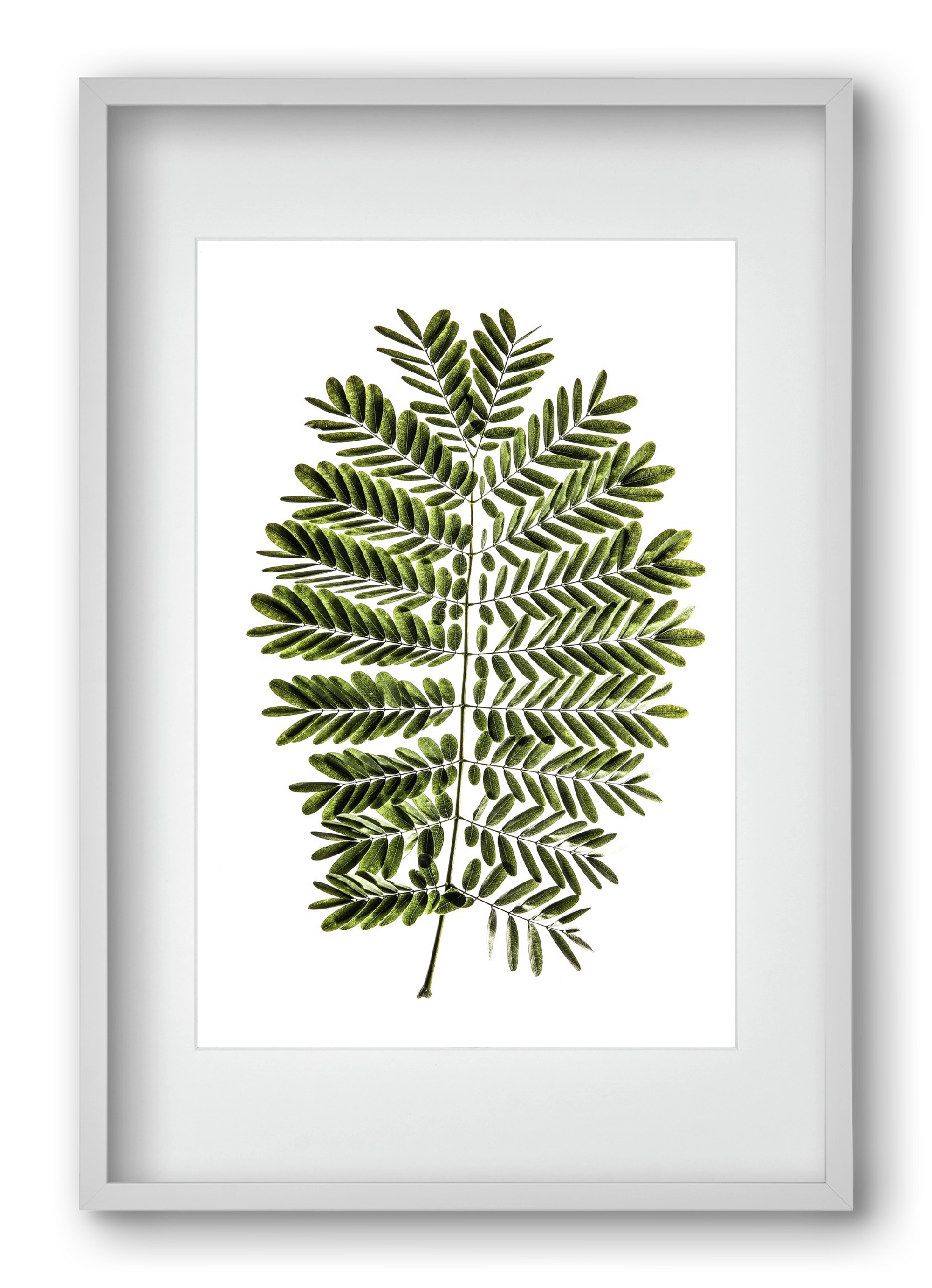 Leaf study, 40x60 cm (30x45 cm), Fehér keret, paszpartuval