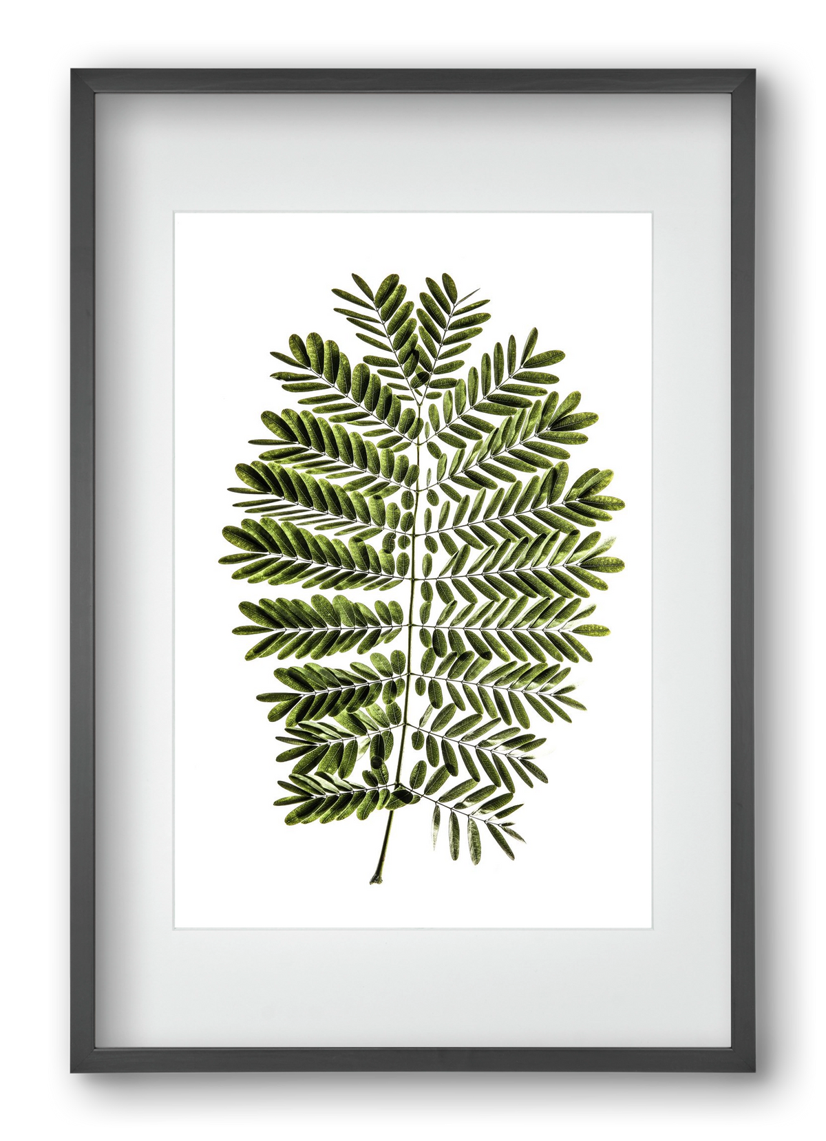 Leaf study, 40x60 cm (30x45 cm), Fekete keret, paszpartuval