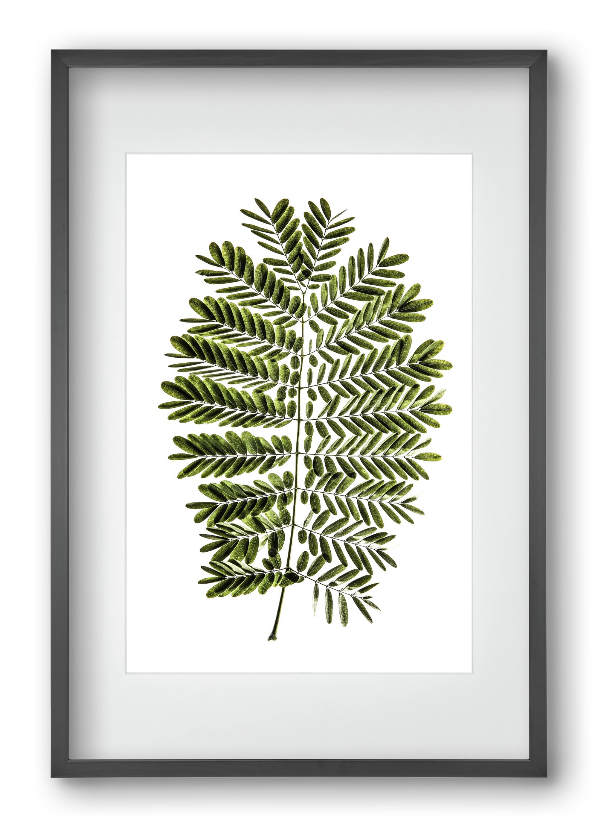 Leaf study, 40x60 cm (30x45 cm), Fekete keret, paszpartuval