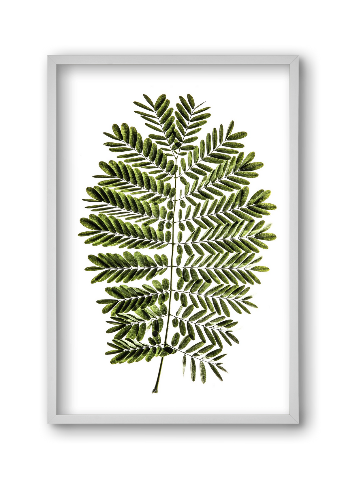 Leaf study, 30x45 cm (30x45 cm), Fehér keret