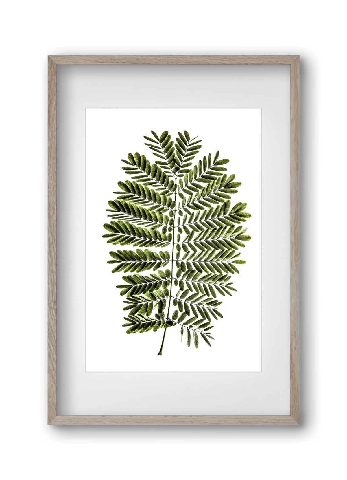 Leaf study, 30x45 cm (20x30 cm), Tölgy keret, paszpartuval