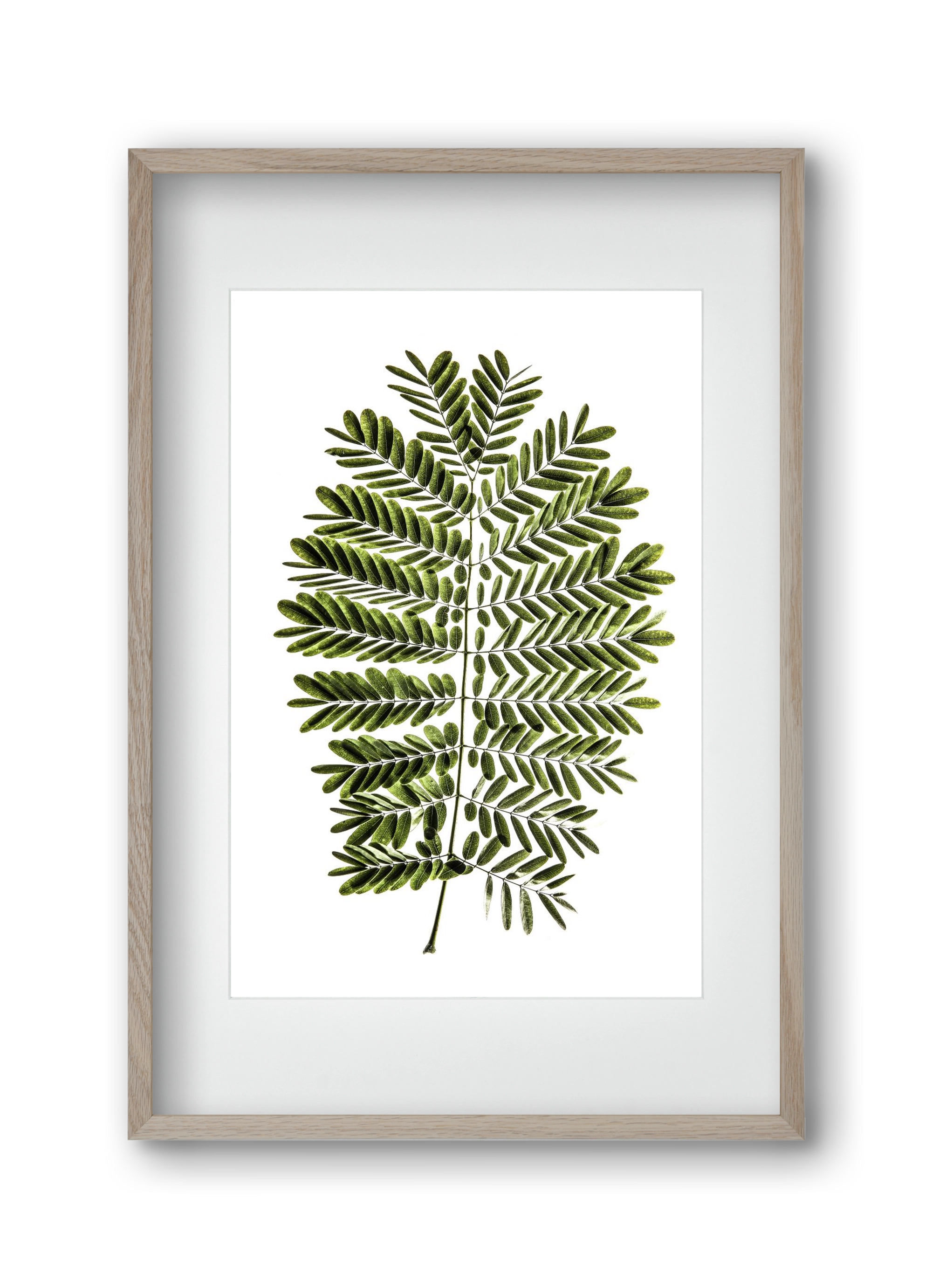 Leaf study, 30x45 cm (20x30 cm), Tölgy keret, paszpartuval