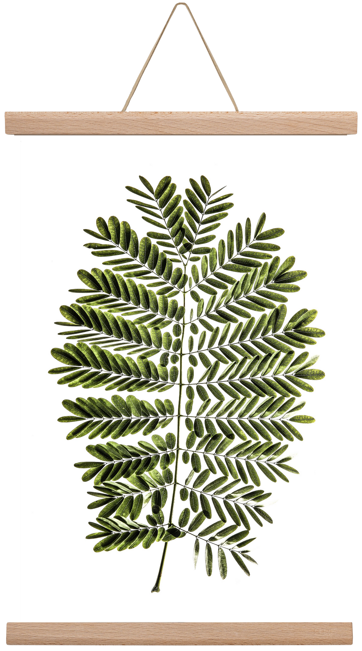 Leaf study, 30x45 cm (30x45 cm), Tölgy akasztó