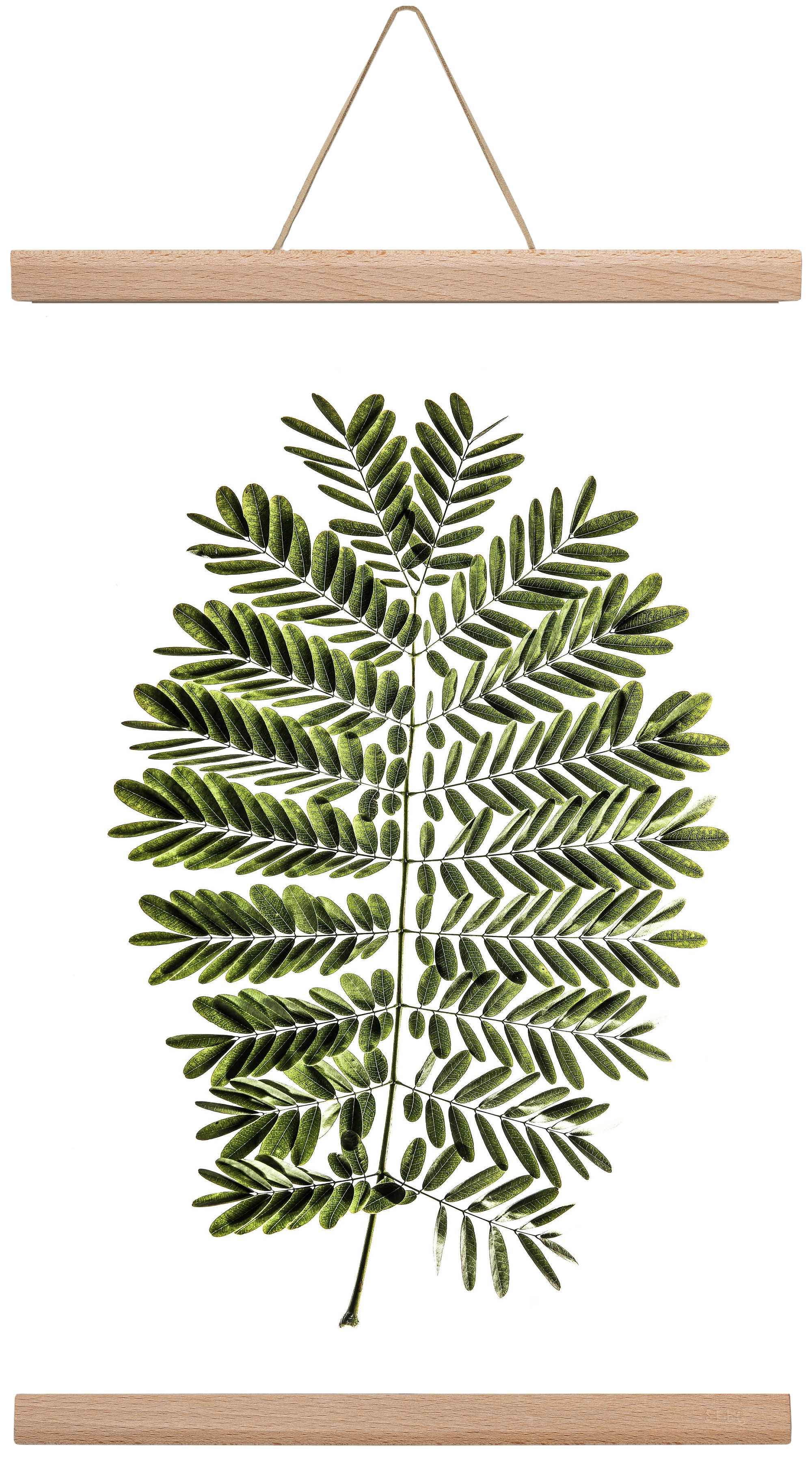 Leaf study, 30x45 cm (30x45 cm), Tölgy akasztó