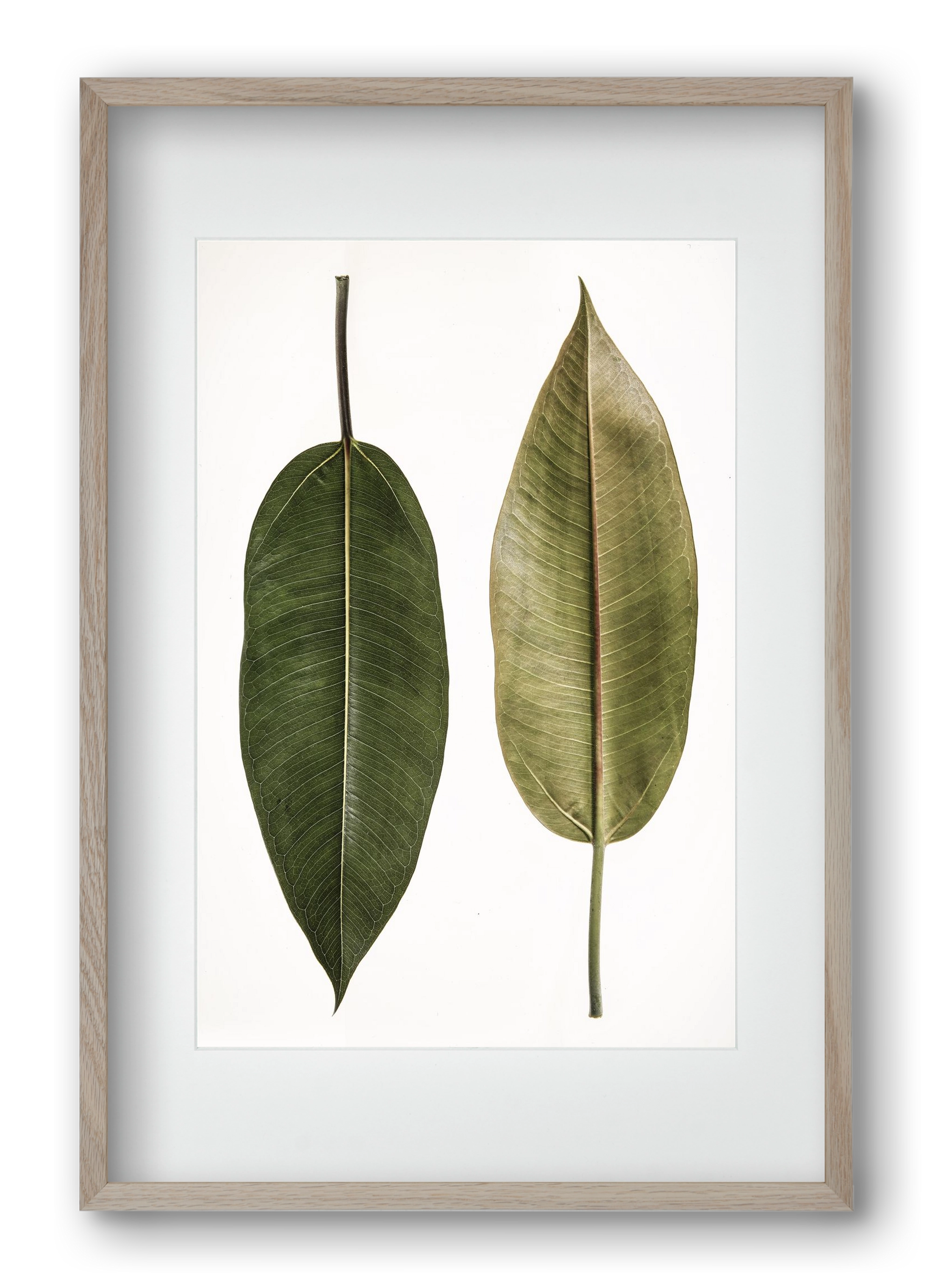 Leaf study II., 40x60 cm (30x45 cm), Tölgy keret, paszpartuval