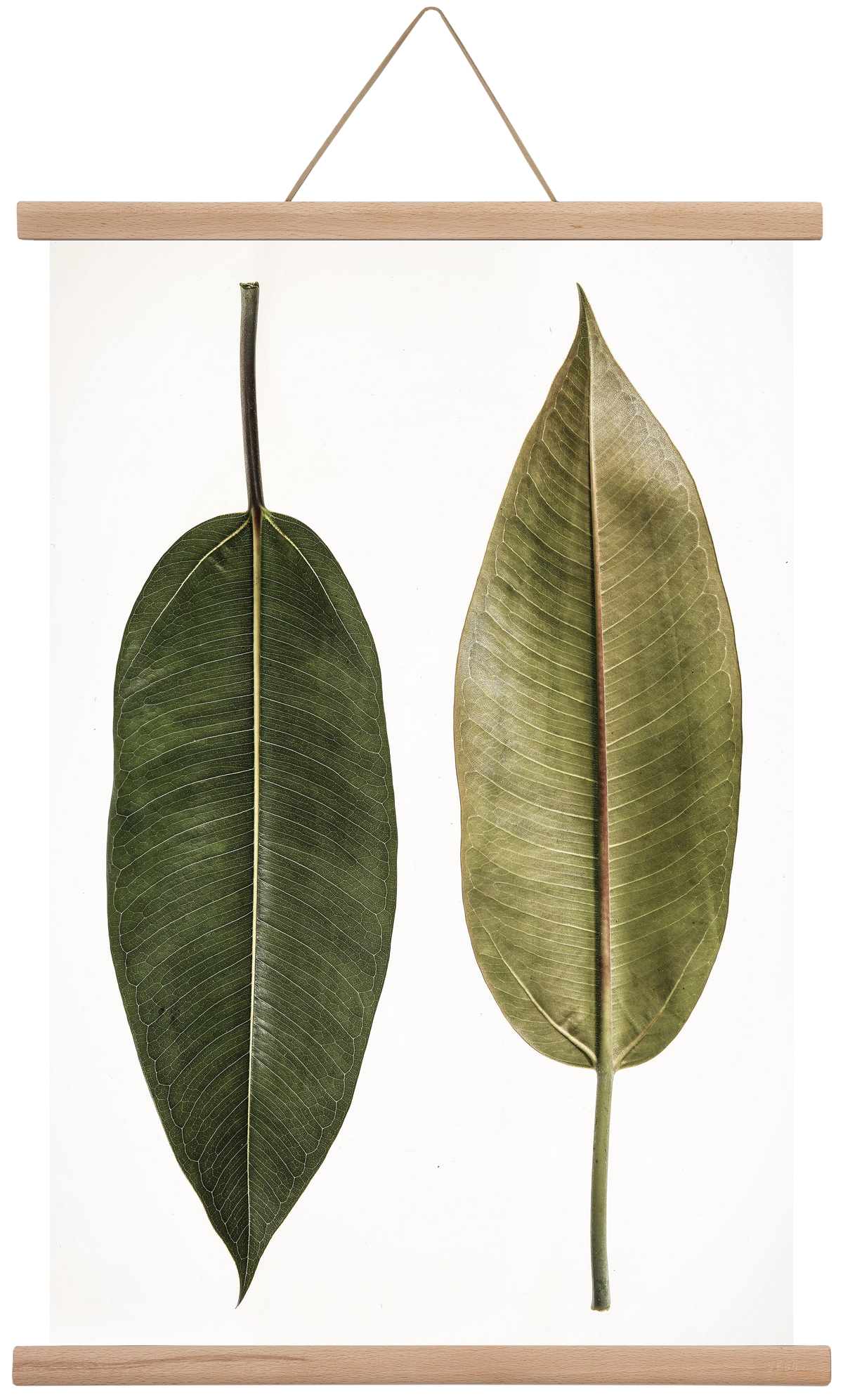 Leaf study II., 40x60 cm (40x60 cm), Tölgy akasztó
