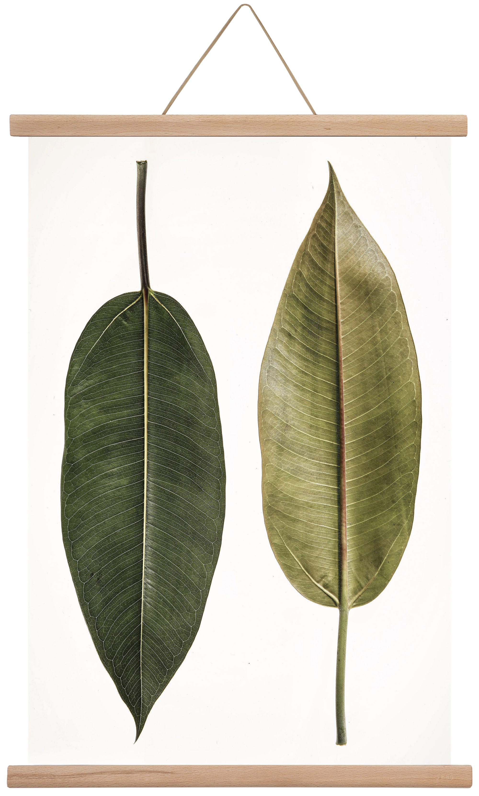 Leaf study II., 40x60 cm (40x60 cm), Tölgy akasztó