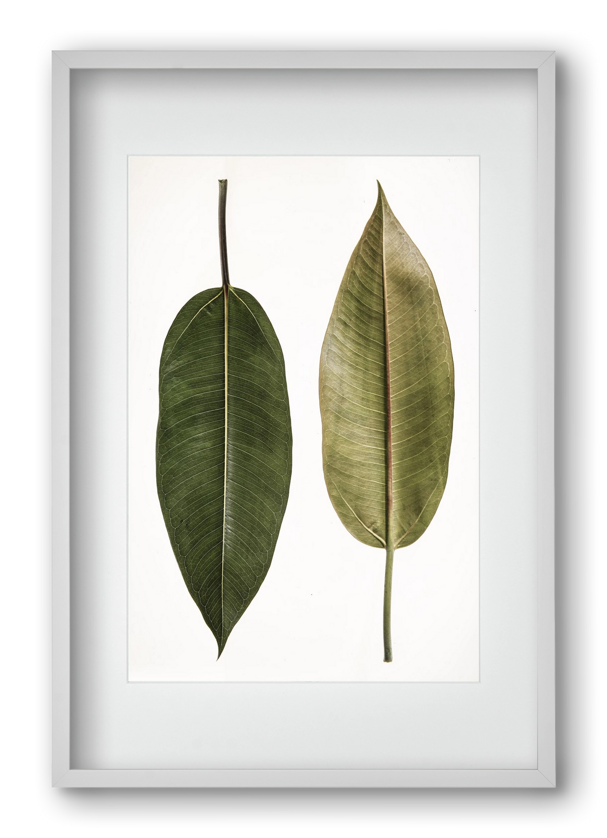 Leaf study II., 40x60 cm (30x45 cm), Fehér keret, paszpartuval