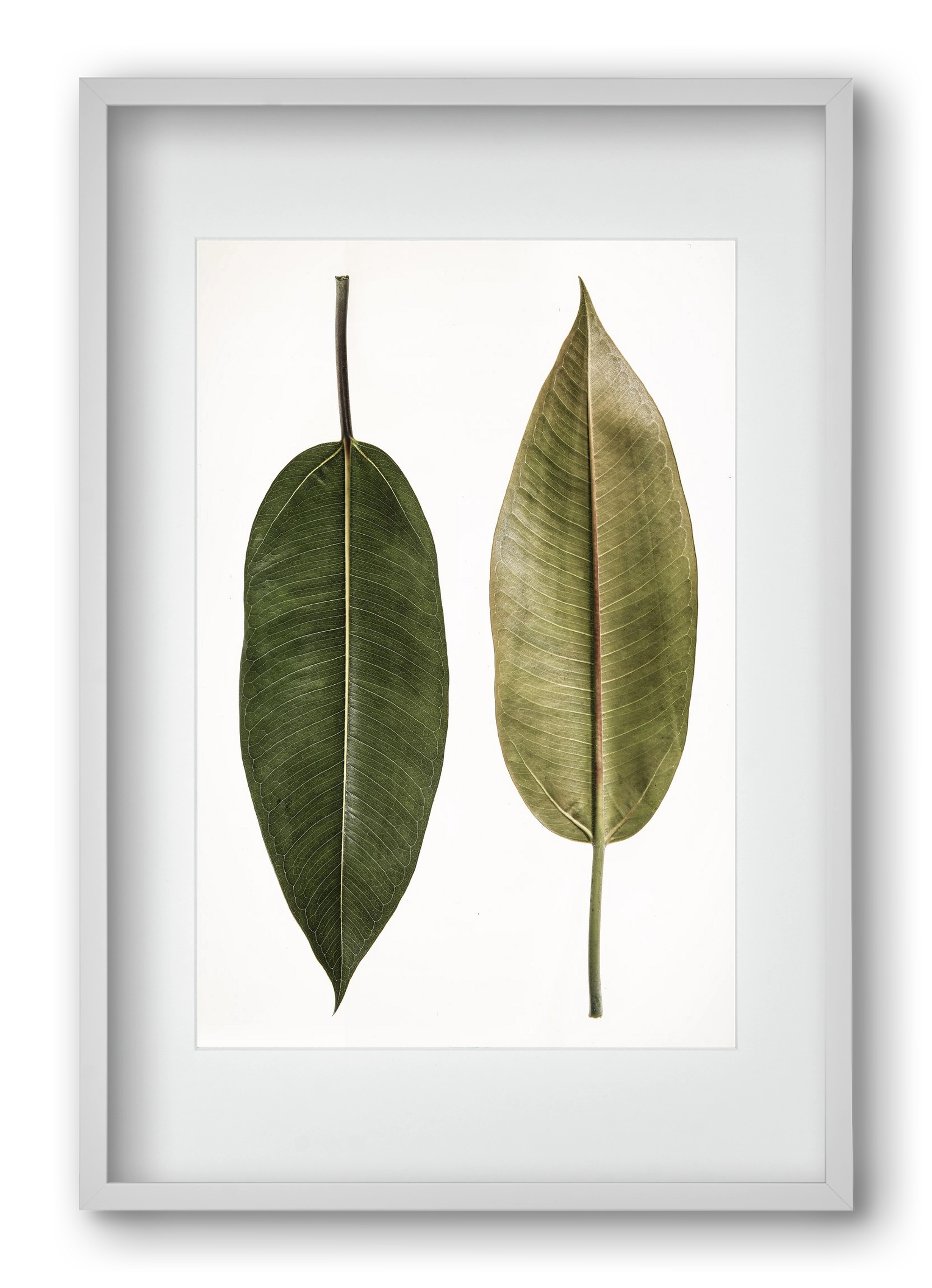 Leaf study II., 40x60 cm (30x45 cm), Fehér keret, paszpartuval