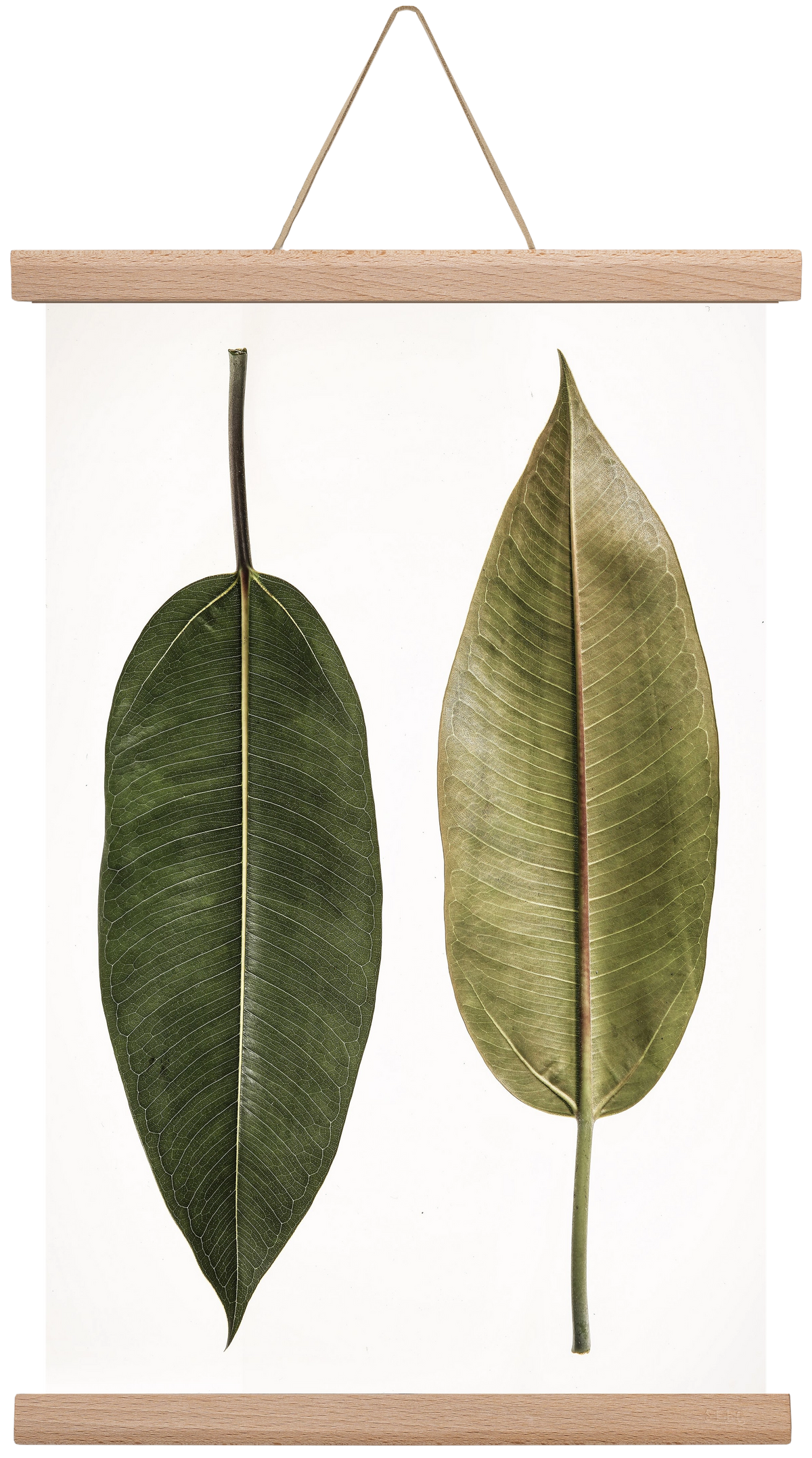 Leaf study II., 30x45 cm (30x45 cm), Tölgy akasztó