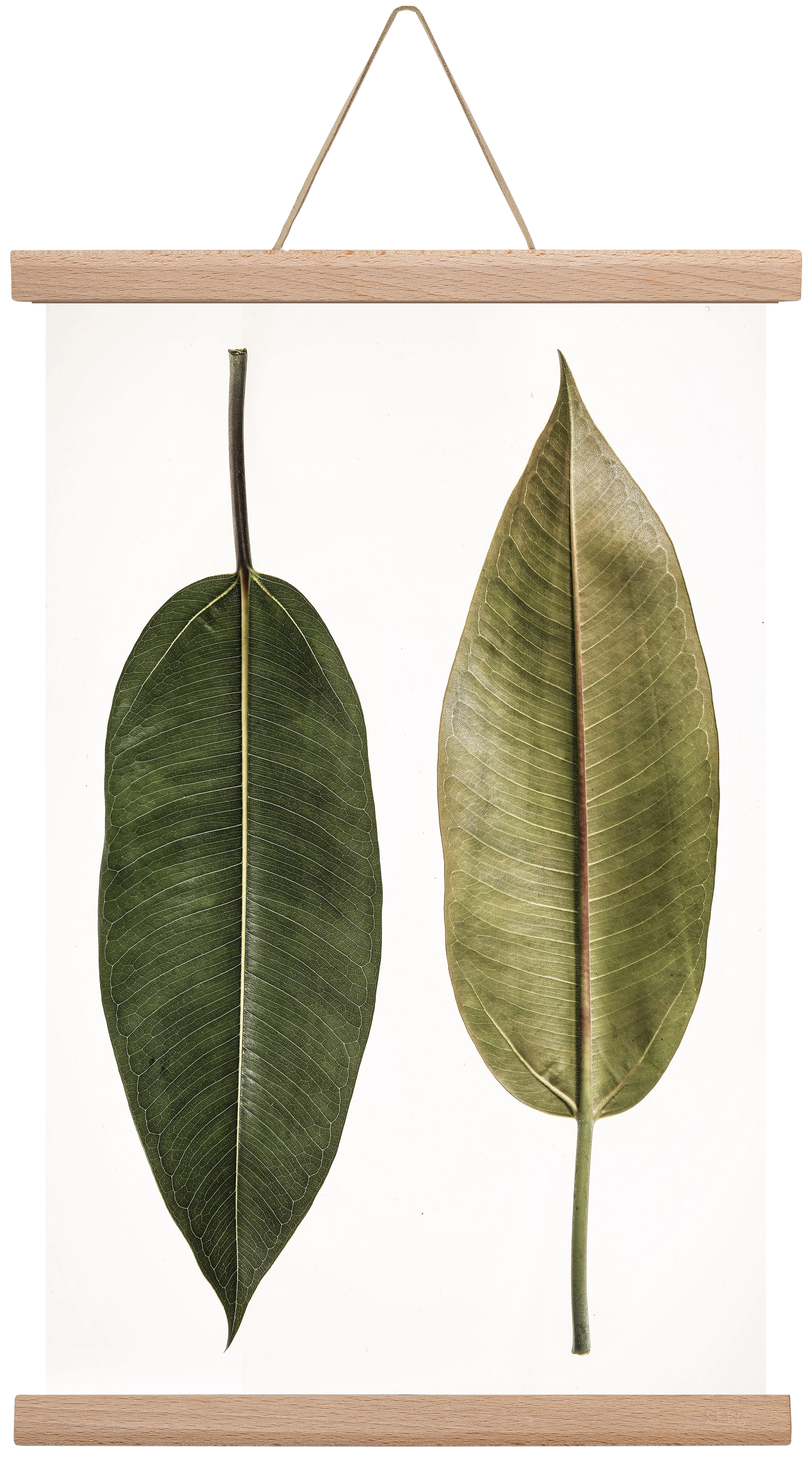 Leaf study II., 30x45 cm (30x45 cm), Tölgy akasztó