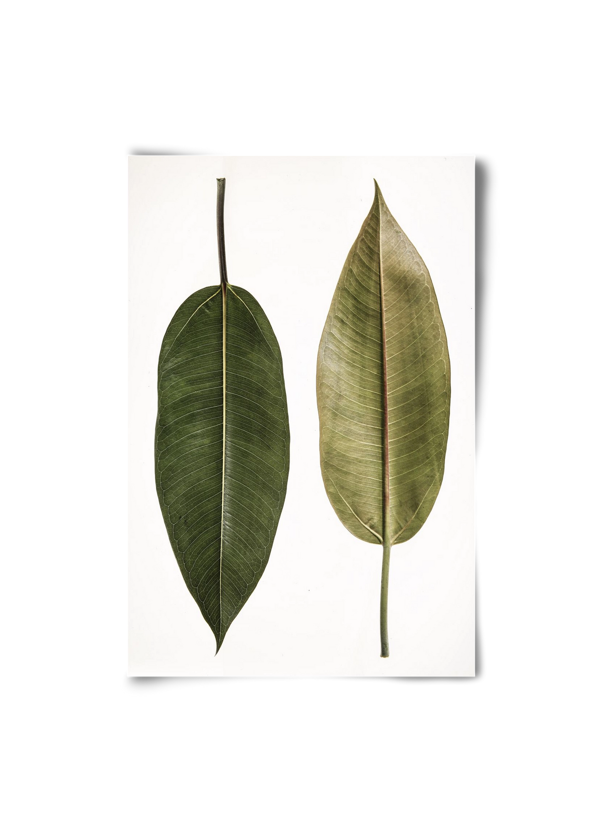 Leaf study II., 20x30 cm, Keret nélkül