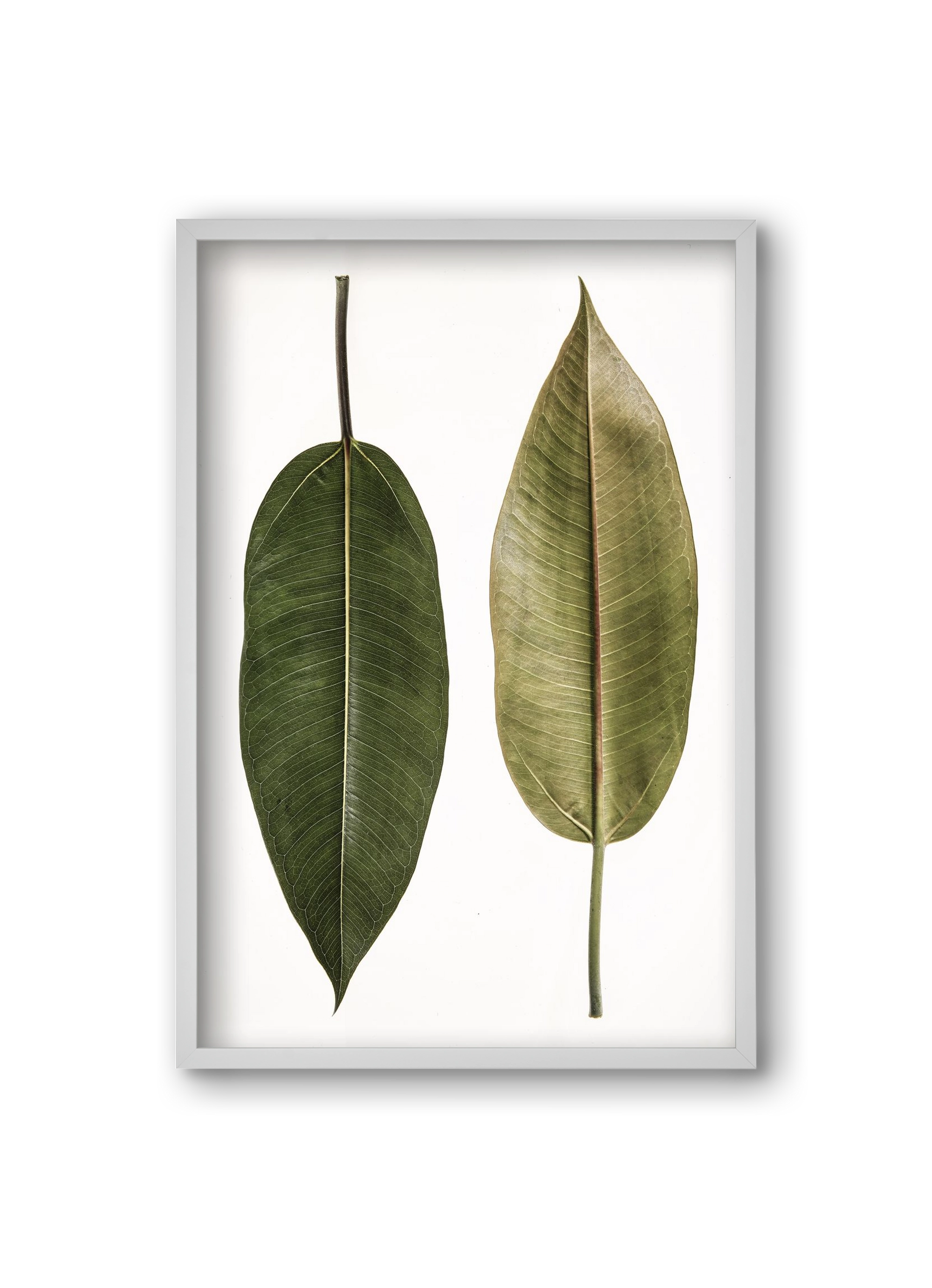 Leaf study II., 20x30 cm (20x30 cm), Fehér keret