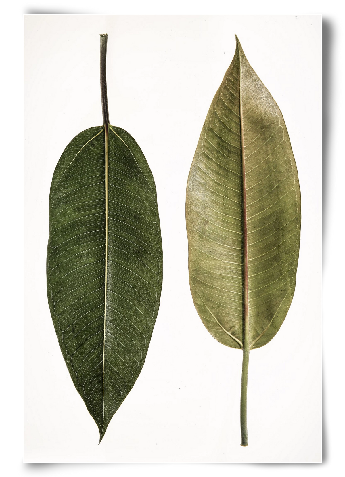 Leaf study II., 60x90 cm, Keret nélkül