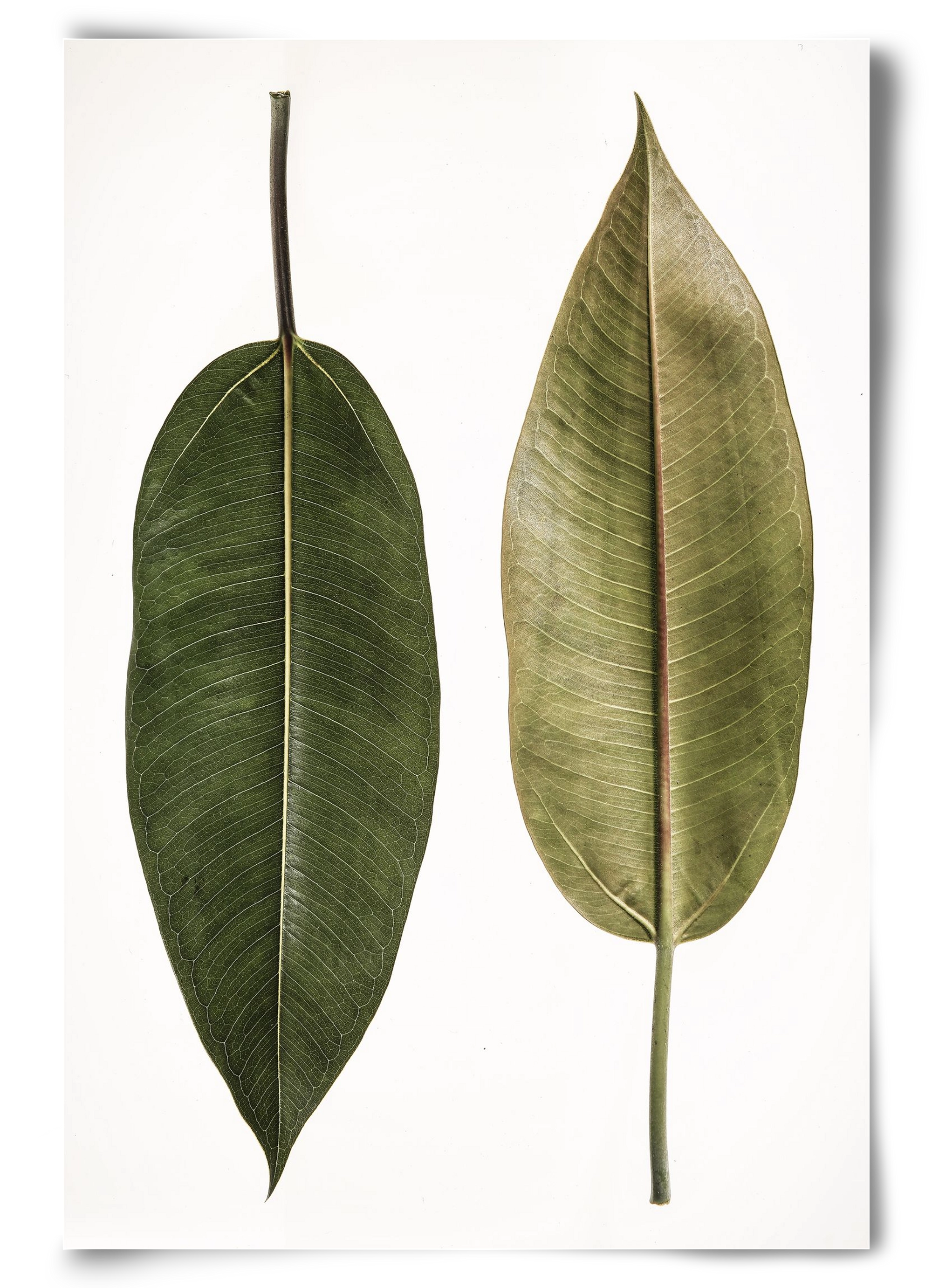 Leaf study II., 60x90 cm, Keret nélkül