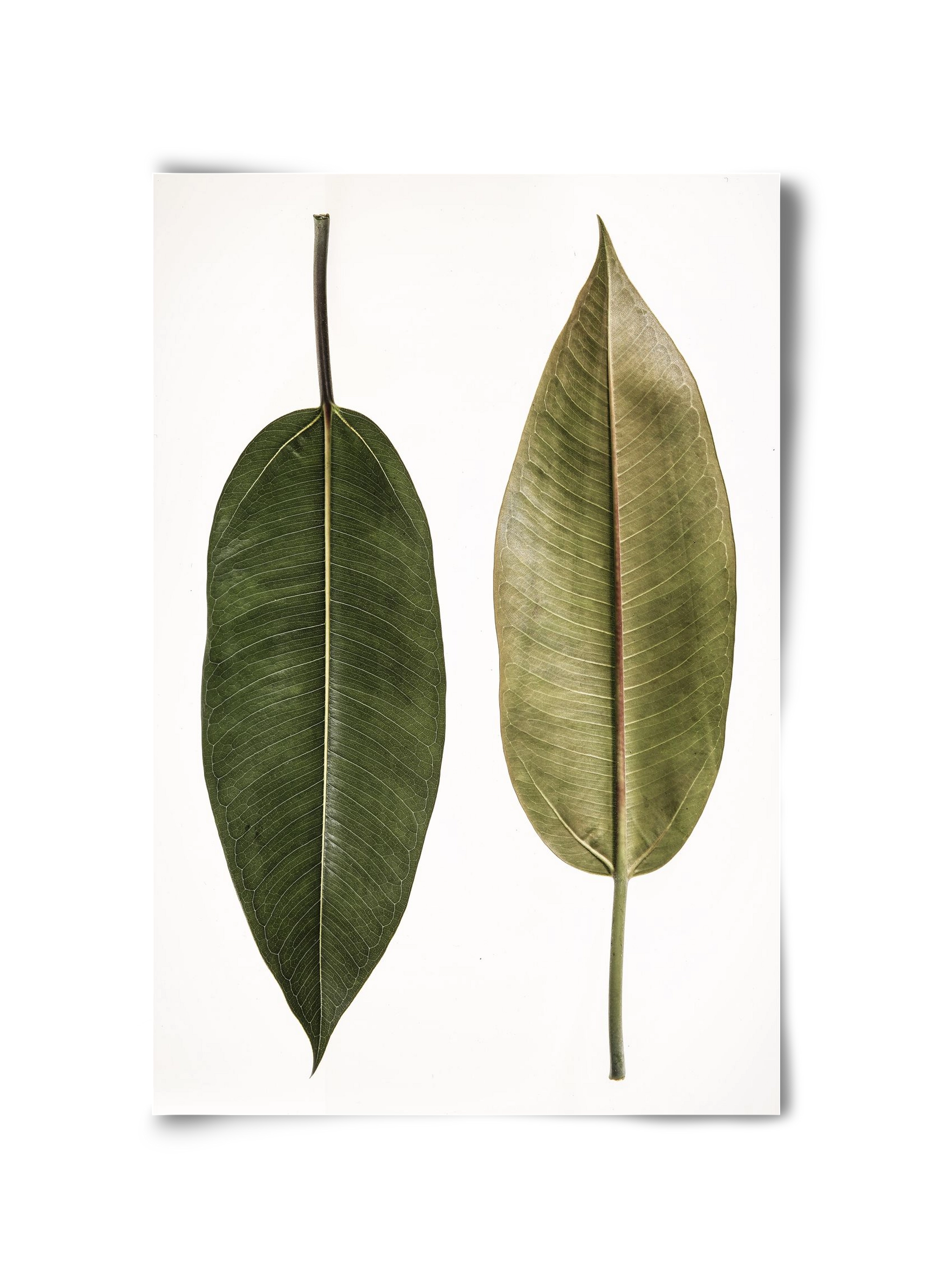Leaf study II., 30x45 cm, Keret nélkül