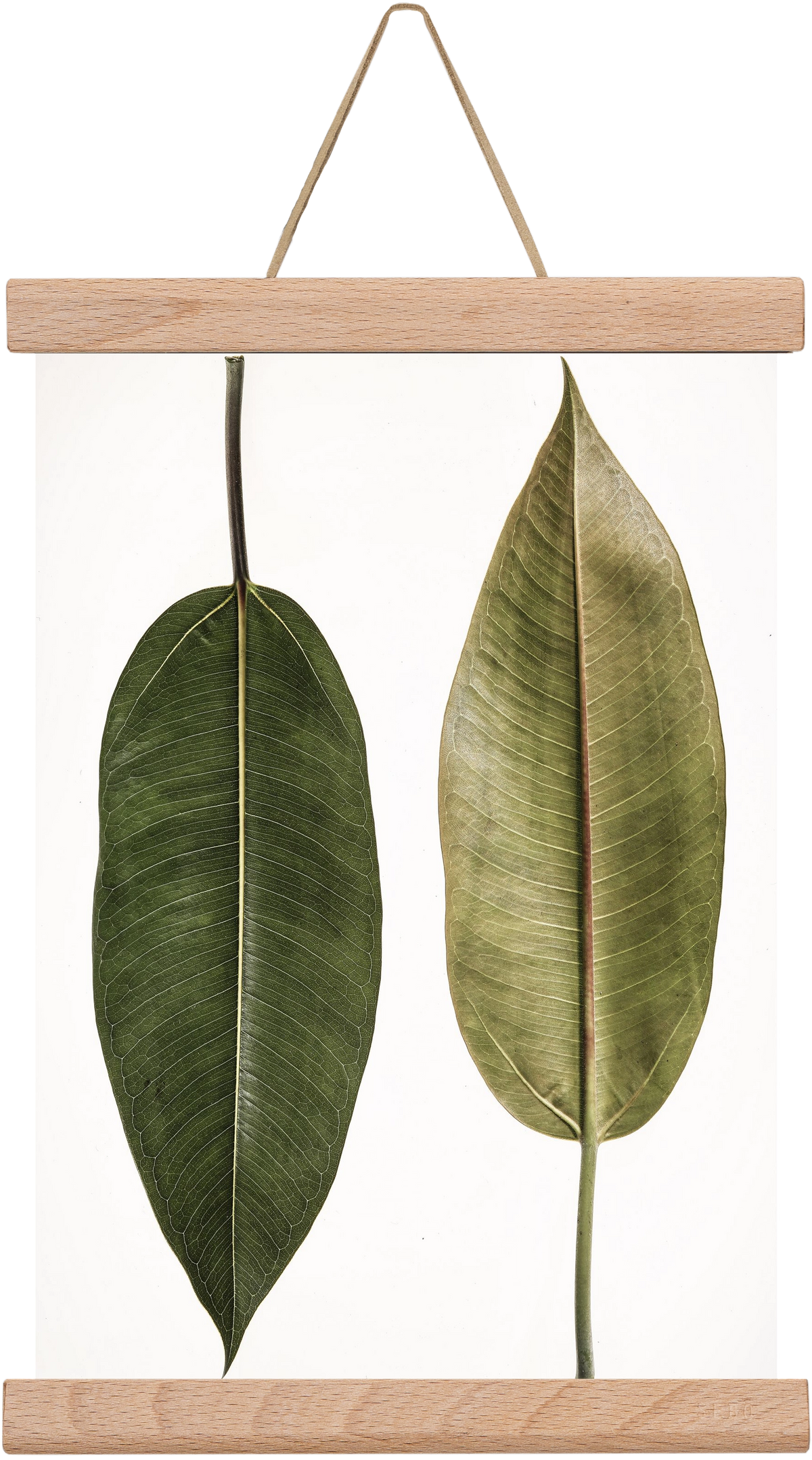 Leaf study II., 20x30 cm (20x30 cm), Tölgy akasztó