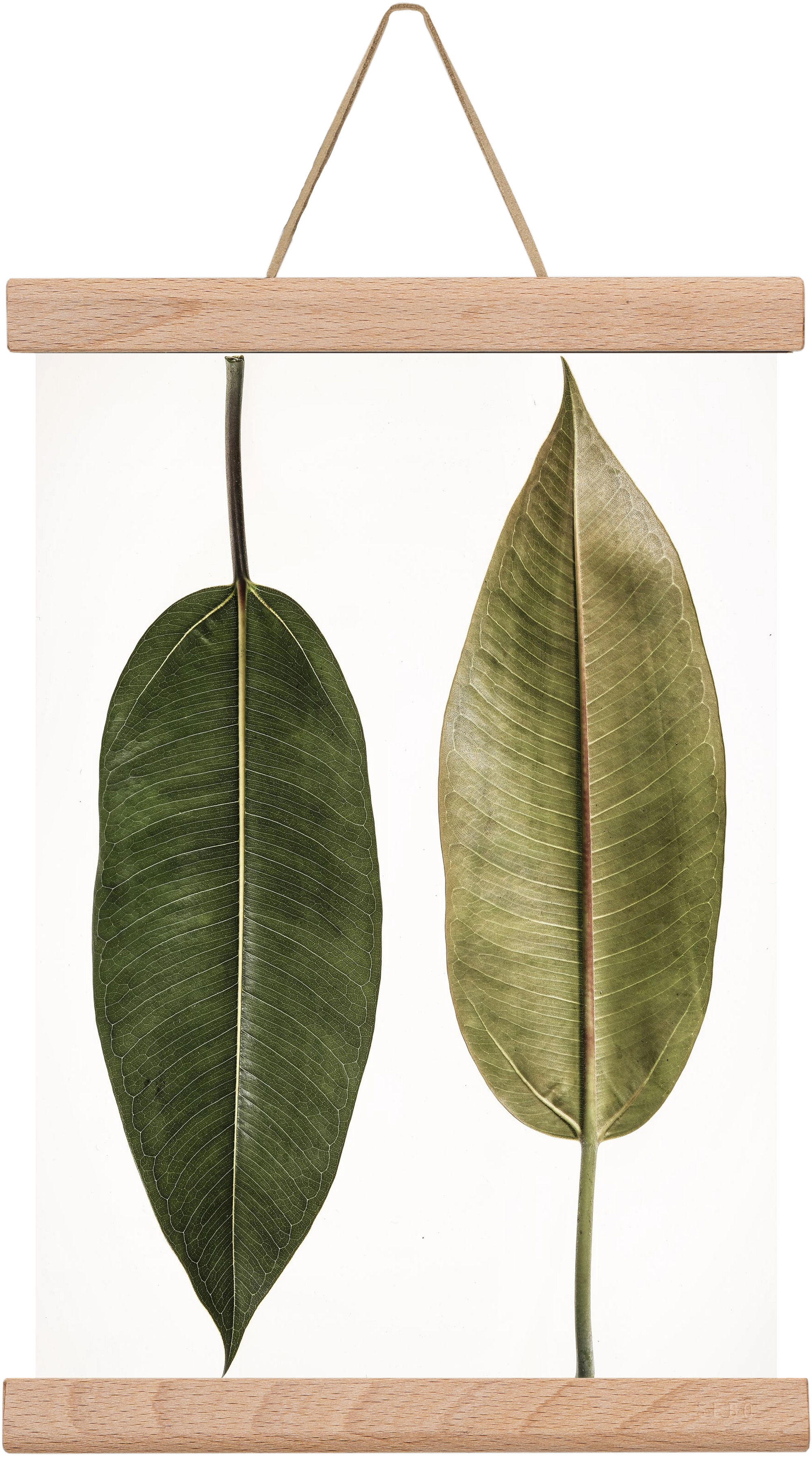 Leaf study II., 20x30 cm (20x30 cm), Tölgy akasztó