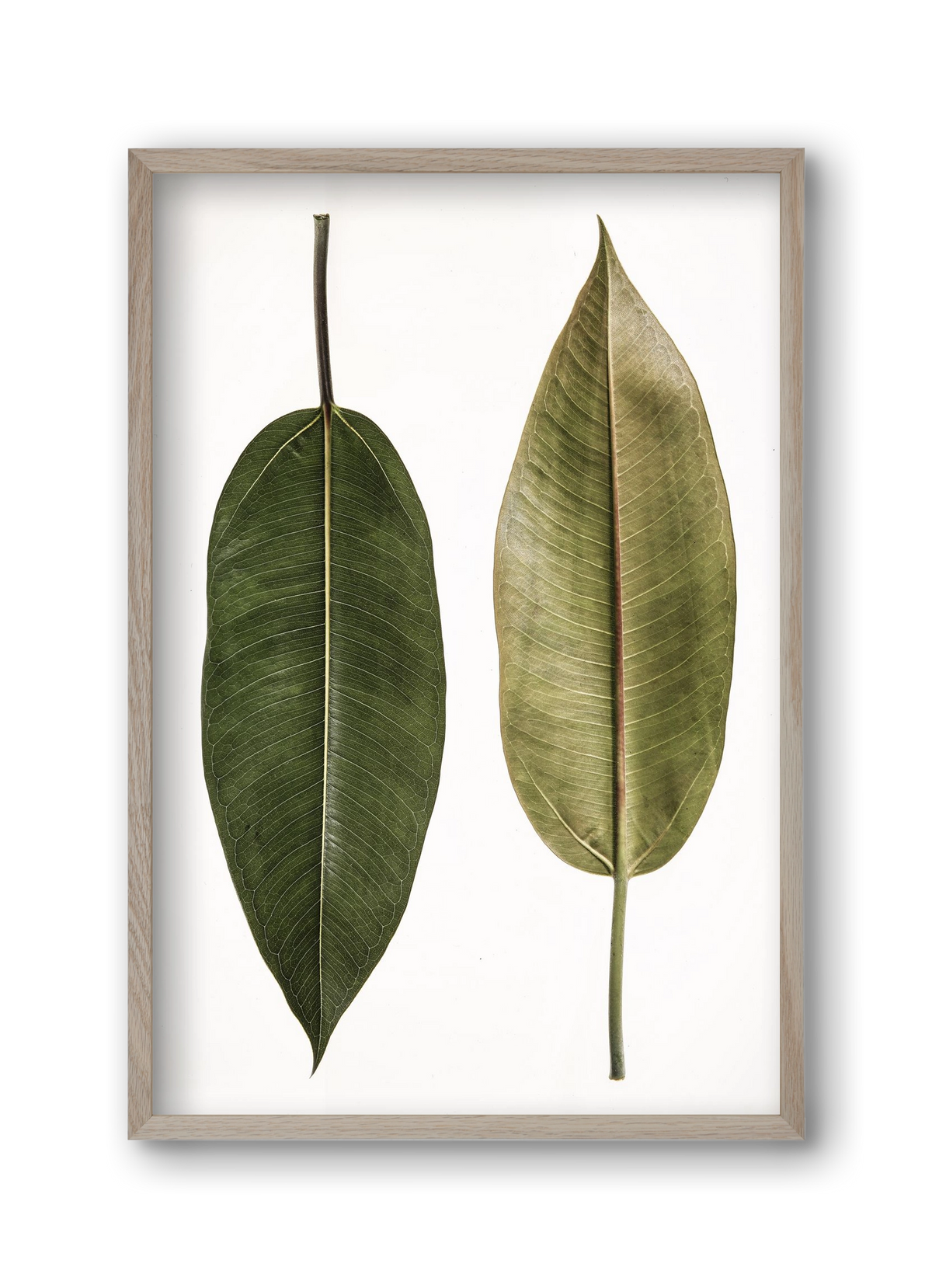 Leaf study II., 30x45 cm (30x45 cm), Tölgy keret
