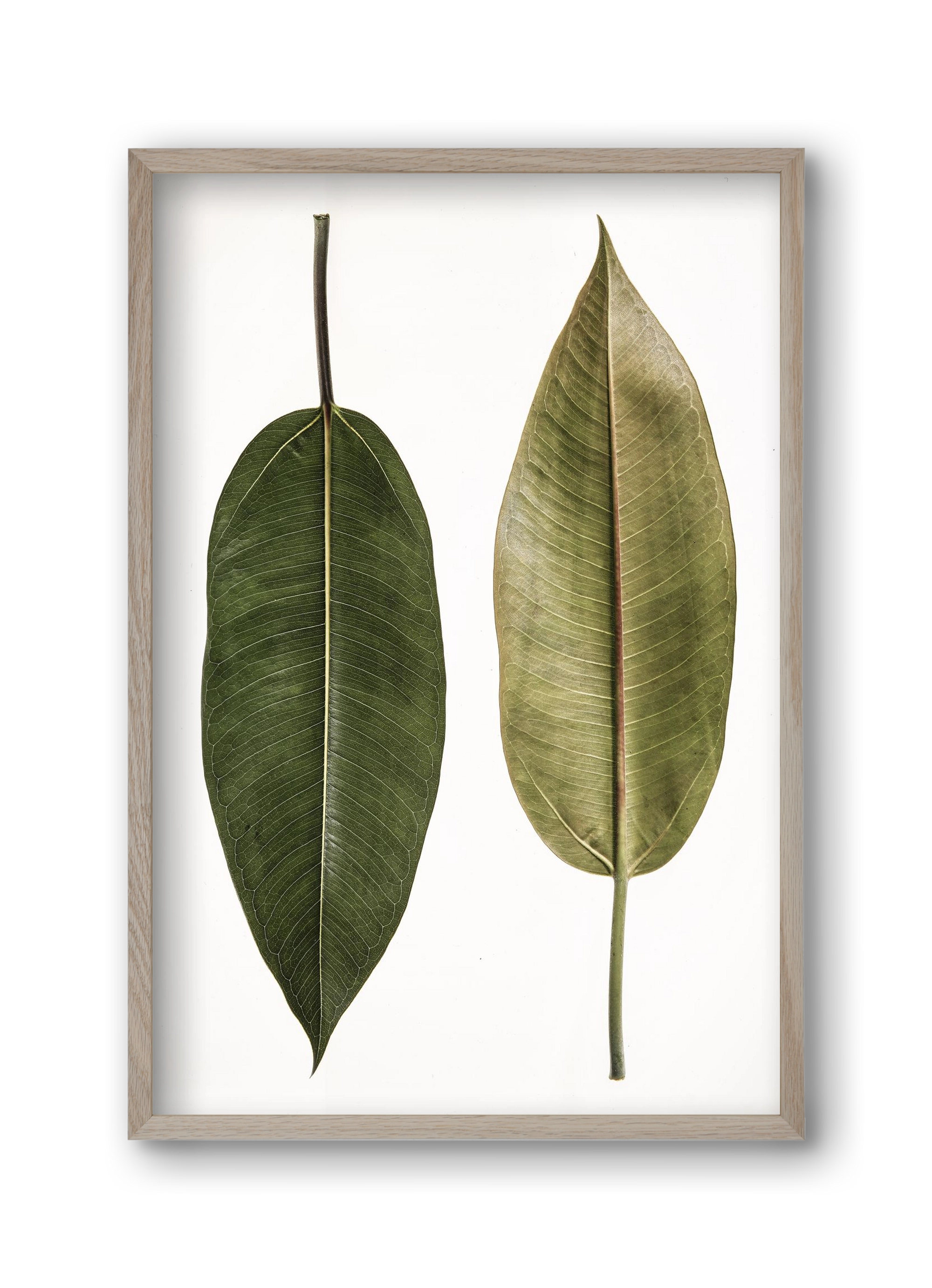 Leaf study II., 30x45 cm (30x45 cm), Tölgy keret