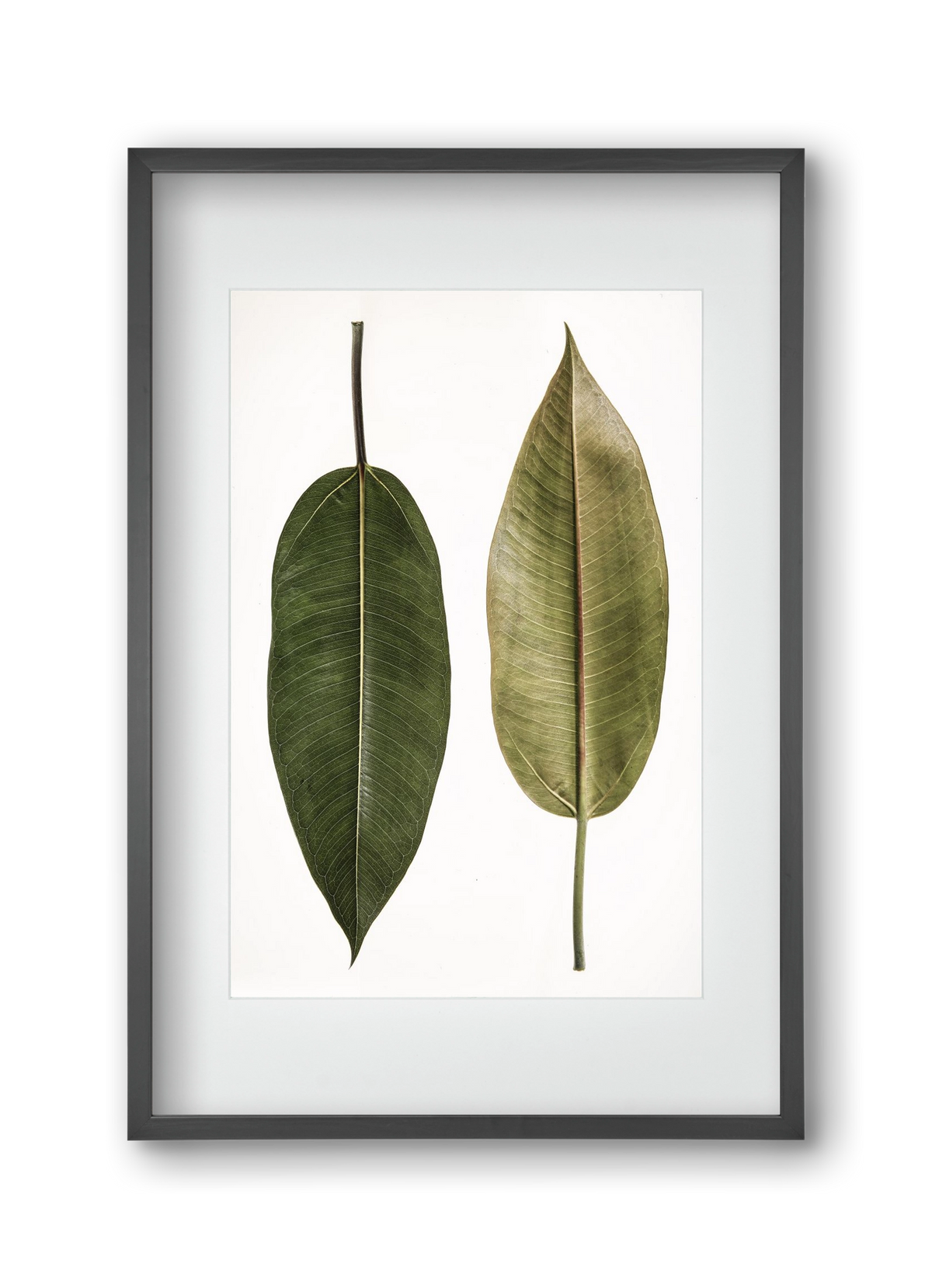 Leaf study II., 30x45 cm (20x30 cm), Fekete keret, paszpartuval
