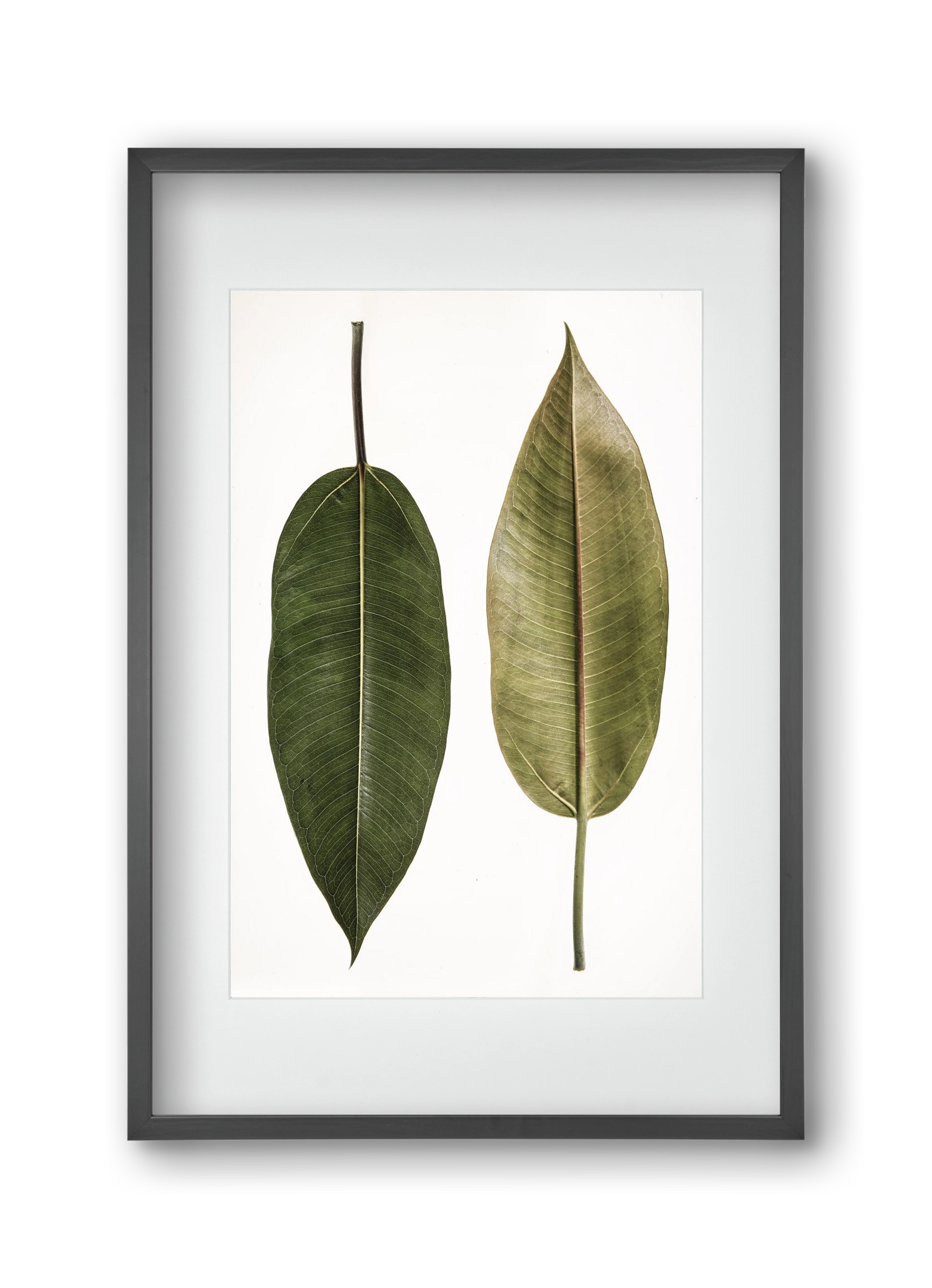 Leaf study II., 30x45 cm (20x30 cm), Fekete keret, paszpartuval
