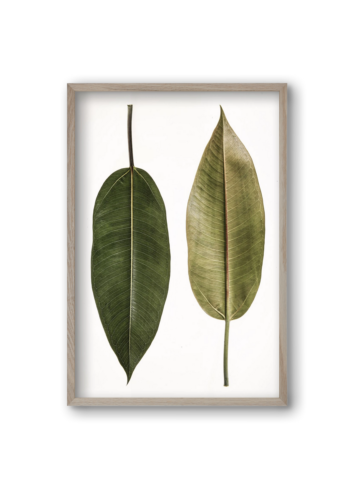 Leaf study II., 20x30 cm (20x30 cm), Tölgy keret