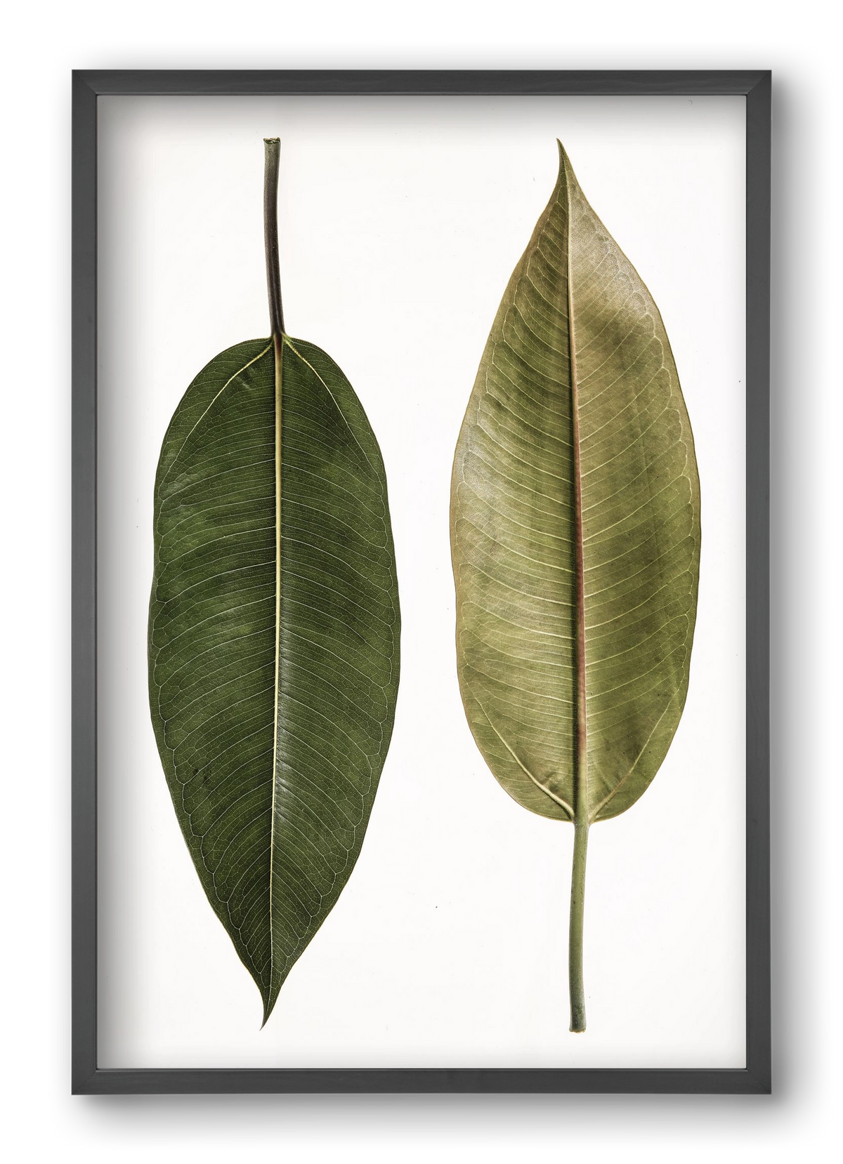 Leaf study II., 40x60 cm (40x60 cm), Fekete keret