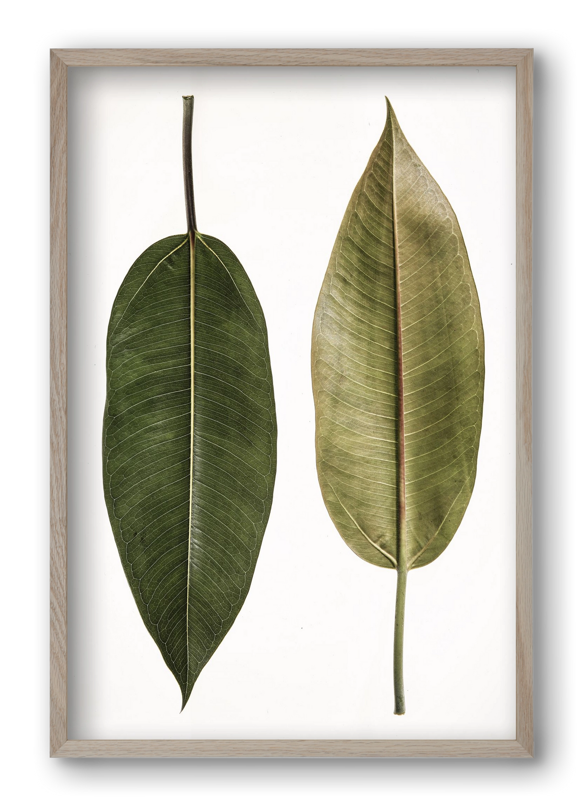 Leaf study II., 40x60 cm (40x60 cm), Tölgy keret