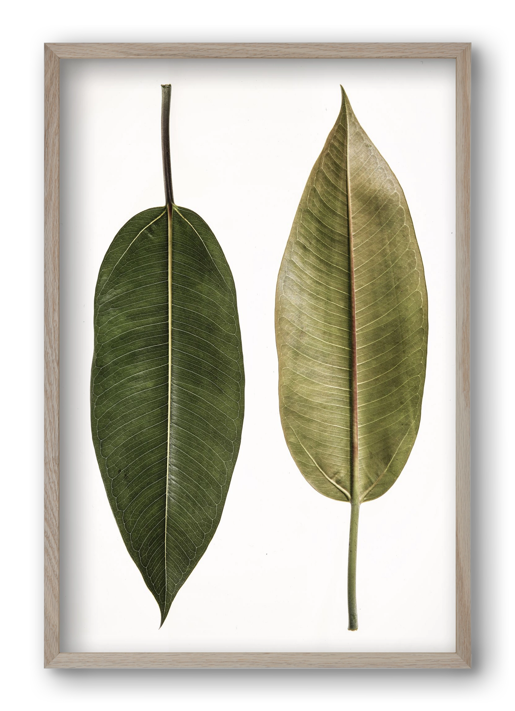 Leaf study II., 40x60 cm (40x60 cm), Tölgy keret
