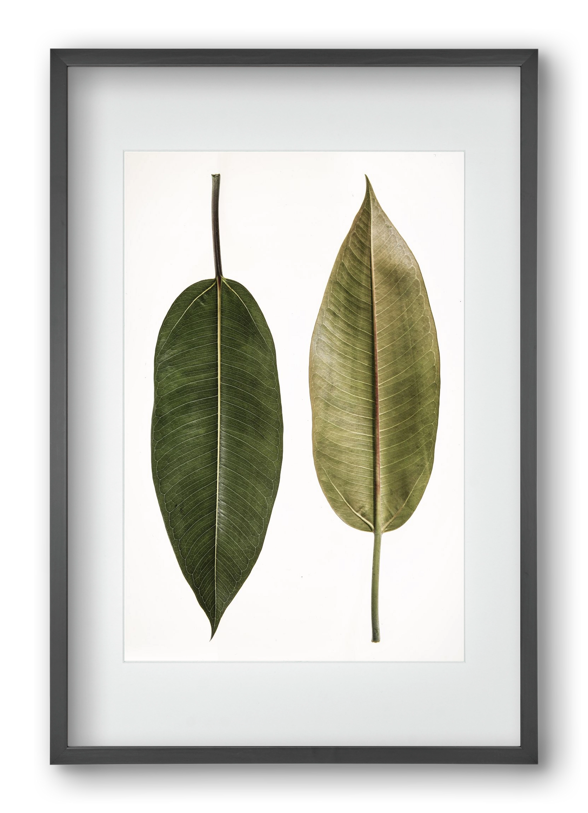 Leaf study II., 40x60 cm (30x45 cm), Fekete keret, paszpartuval