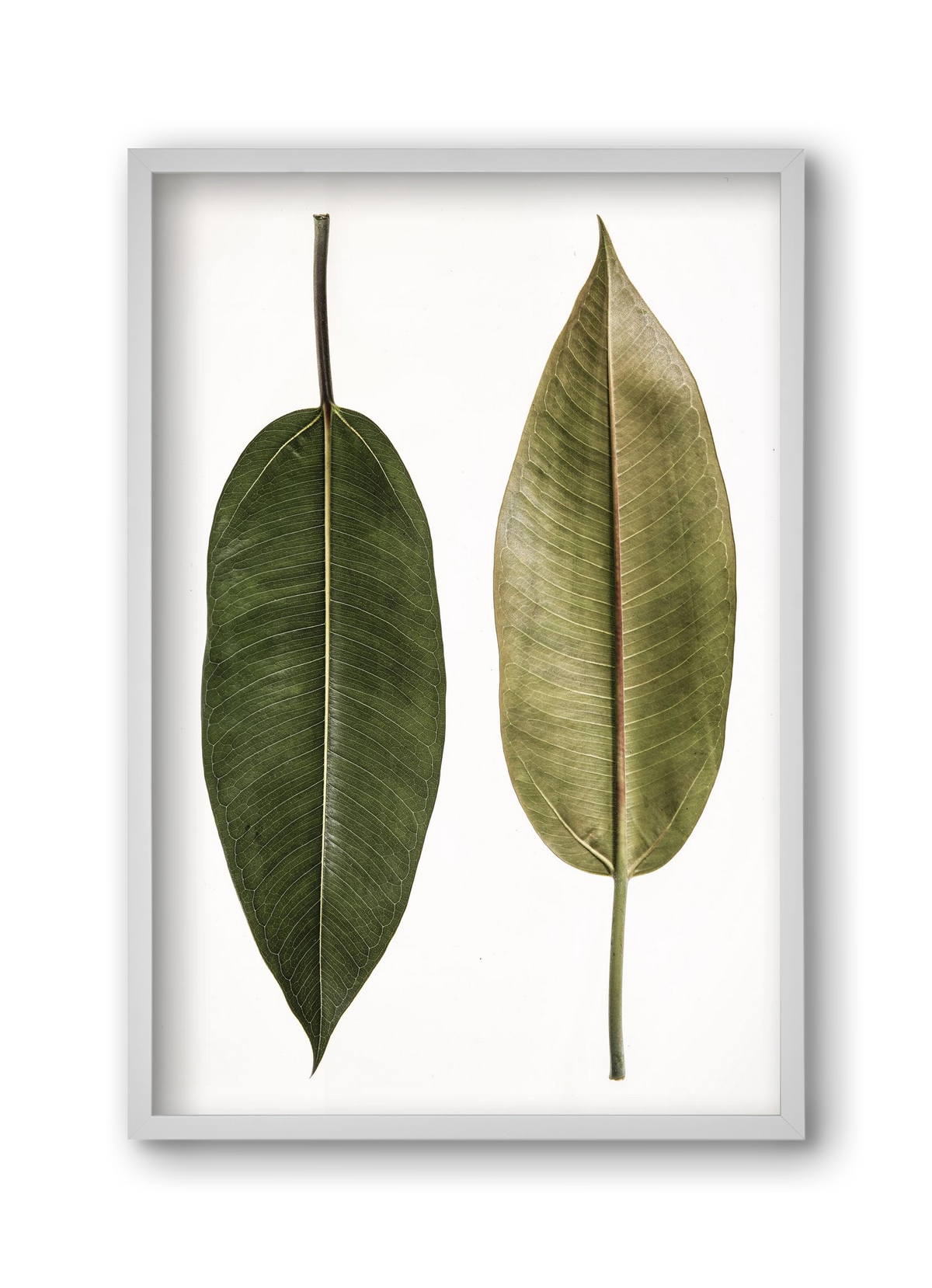 Leaf study II., 30x45 cm (30x45 cm), Fehér keret