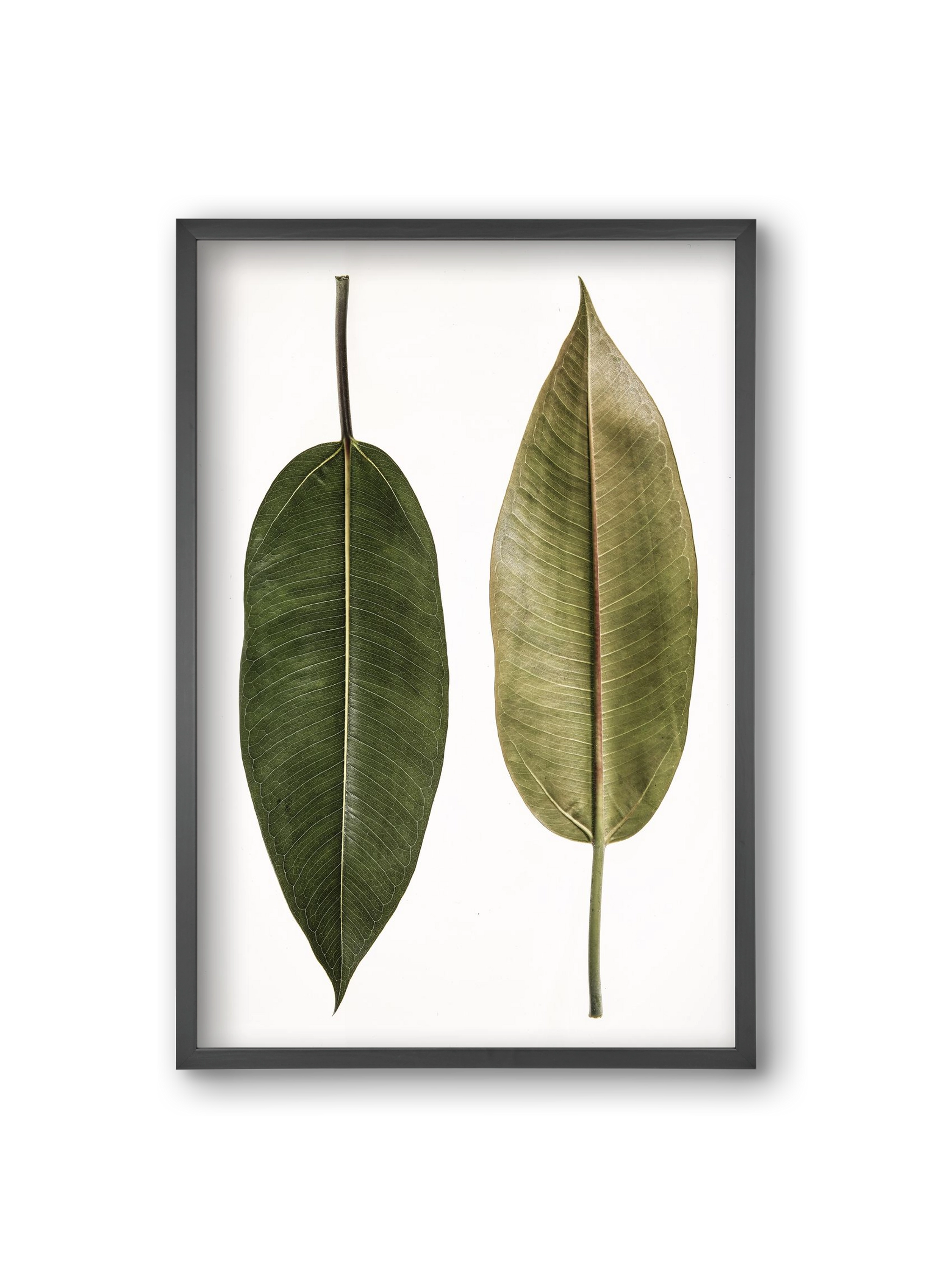 Leaf study II., 20x30 cm (20x30 cm), Fekete keret