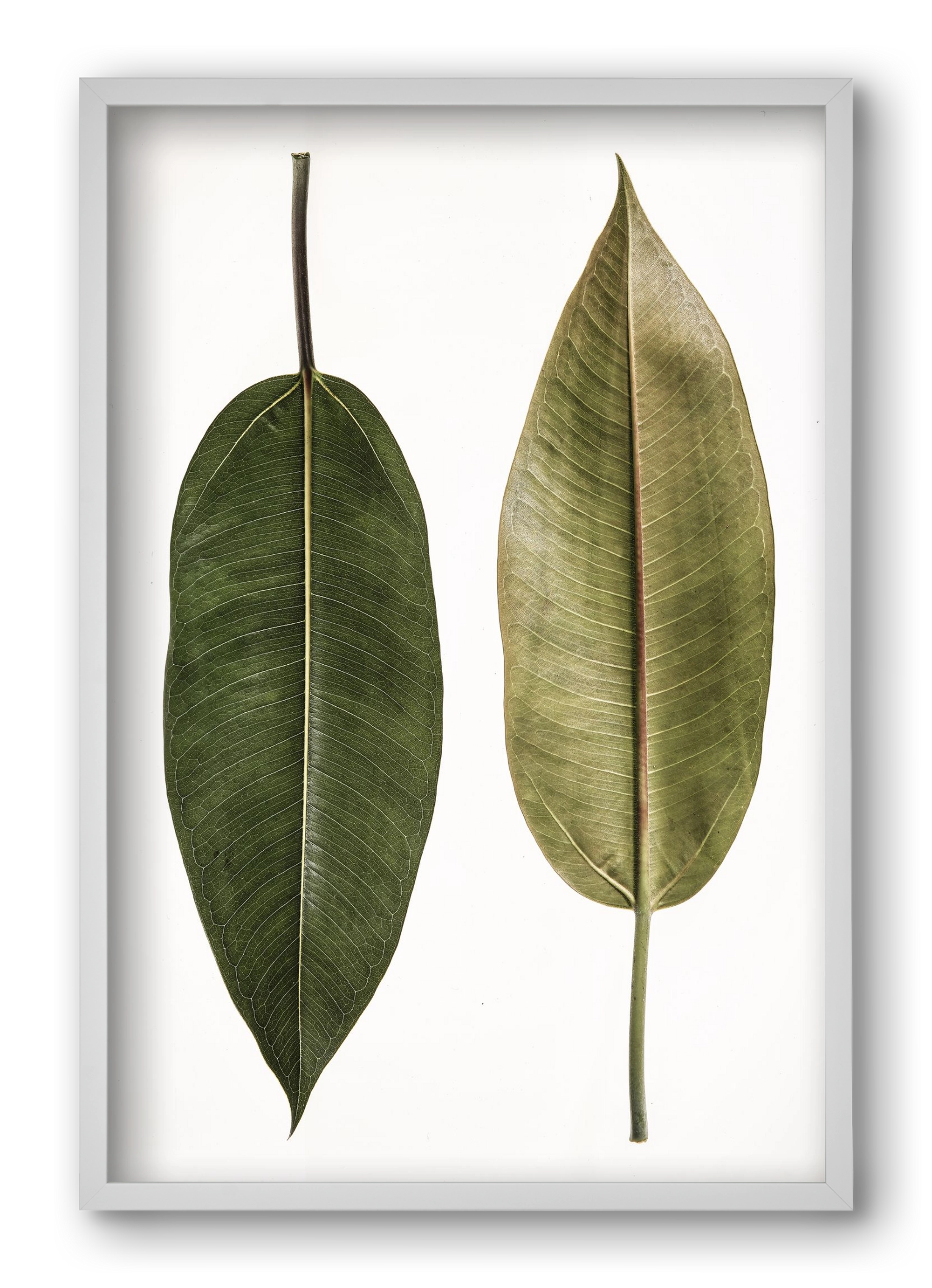 Leaf study II., 40x60 cm (40x60 cm), Fehér keret