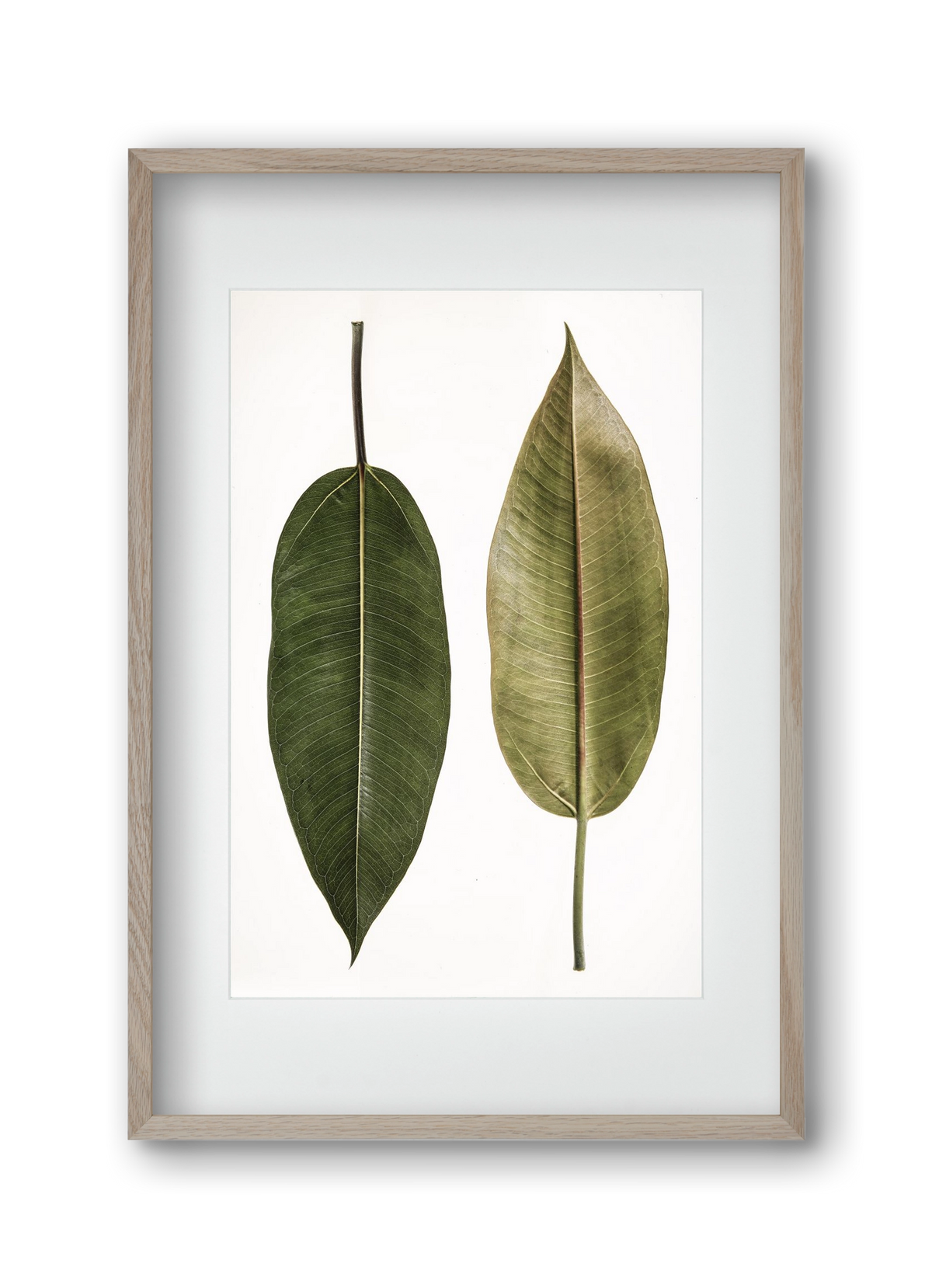 Leaf study II., 30x45 cm (20x30 cm), Tölgy keret, paszpartuval