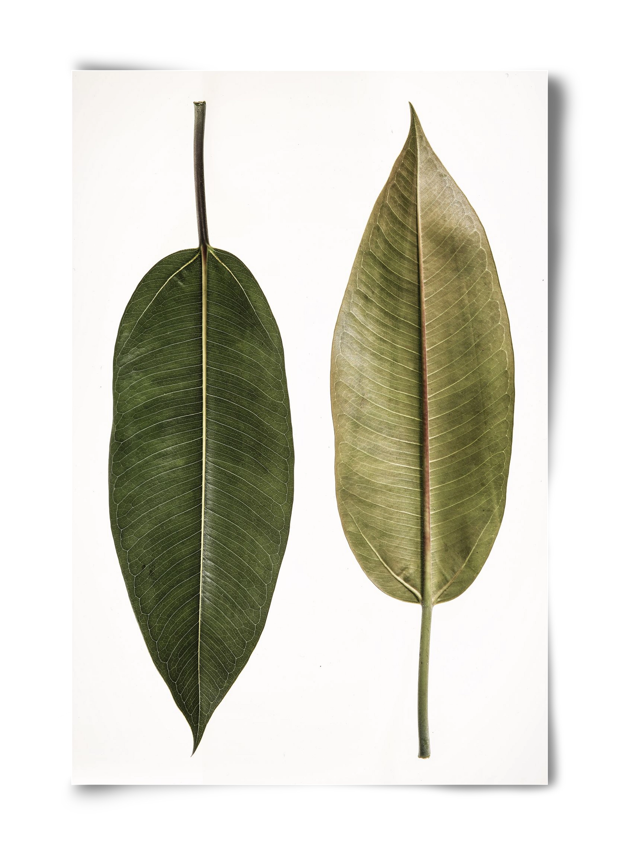 Leaf study II., 40x60 cm, Keret nélkül