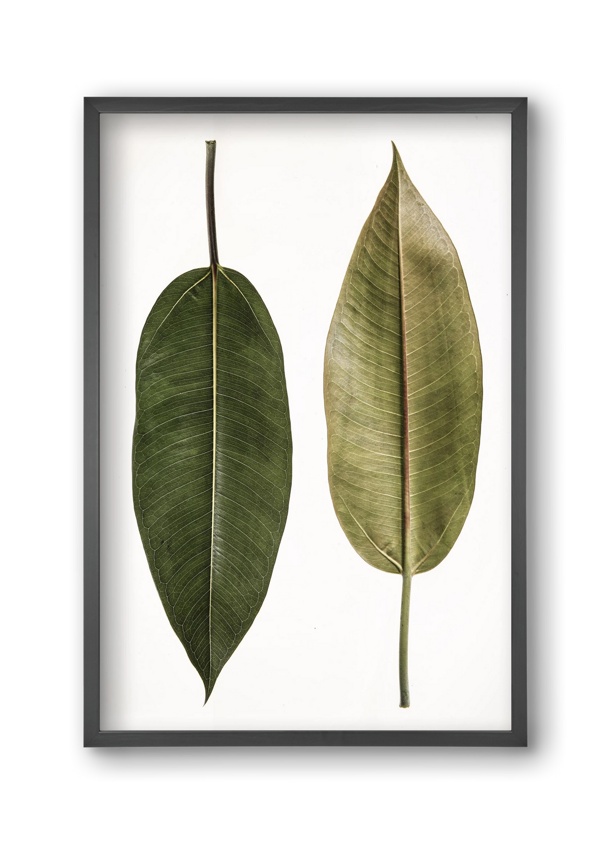 Leaf study II., 30x45 cm (30x45 cm), Fekete keret