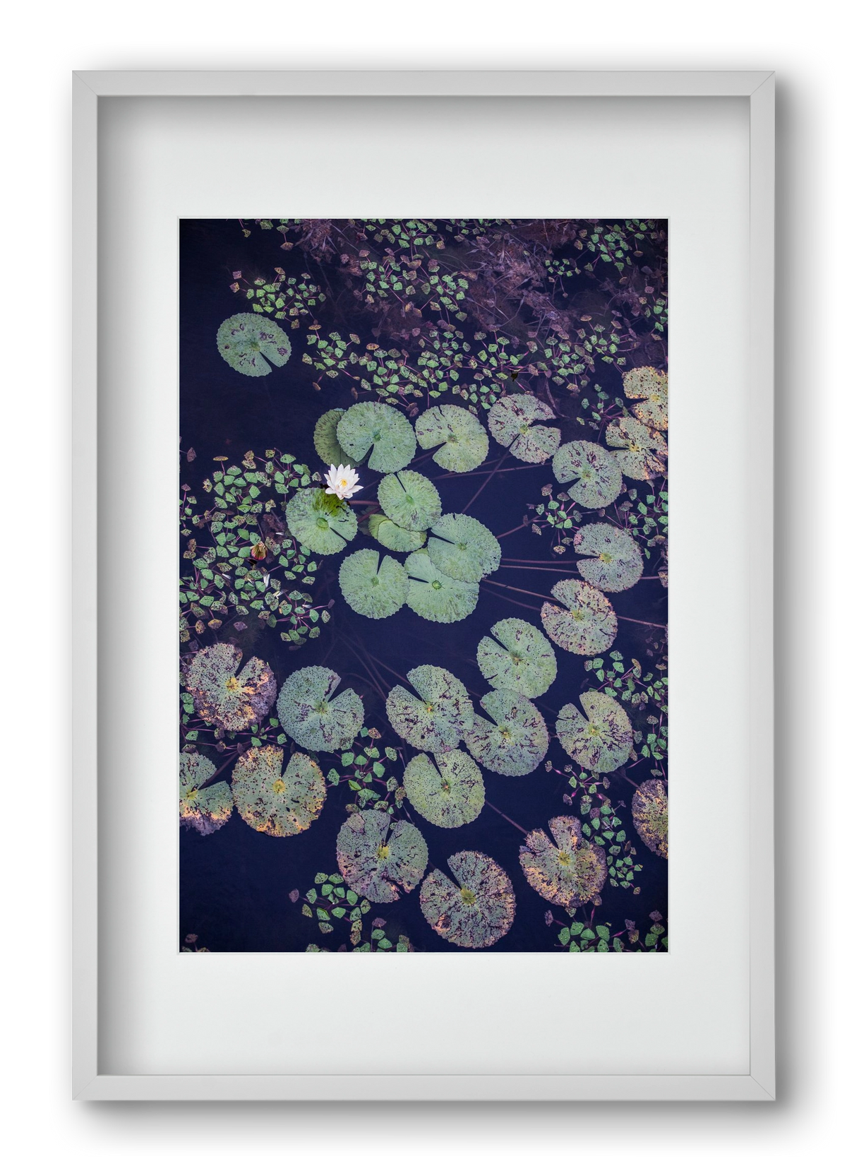 Okovango, 40x60 cm (30x45 cm), Fehér keret, paszpartuval