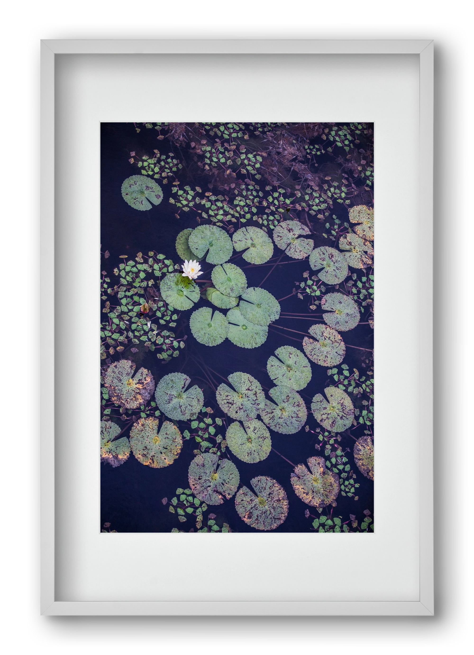 Okovango, 40x60 cm (30x45 cm), Fehér keret, paszpartuval