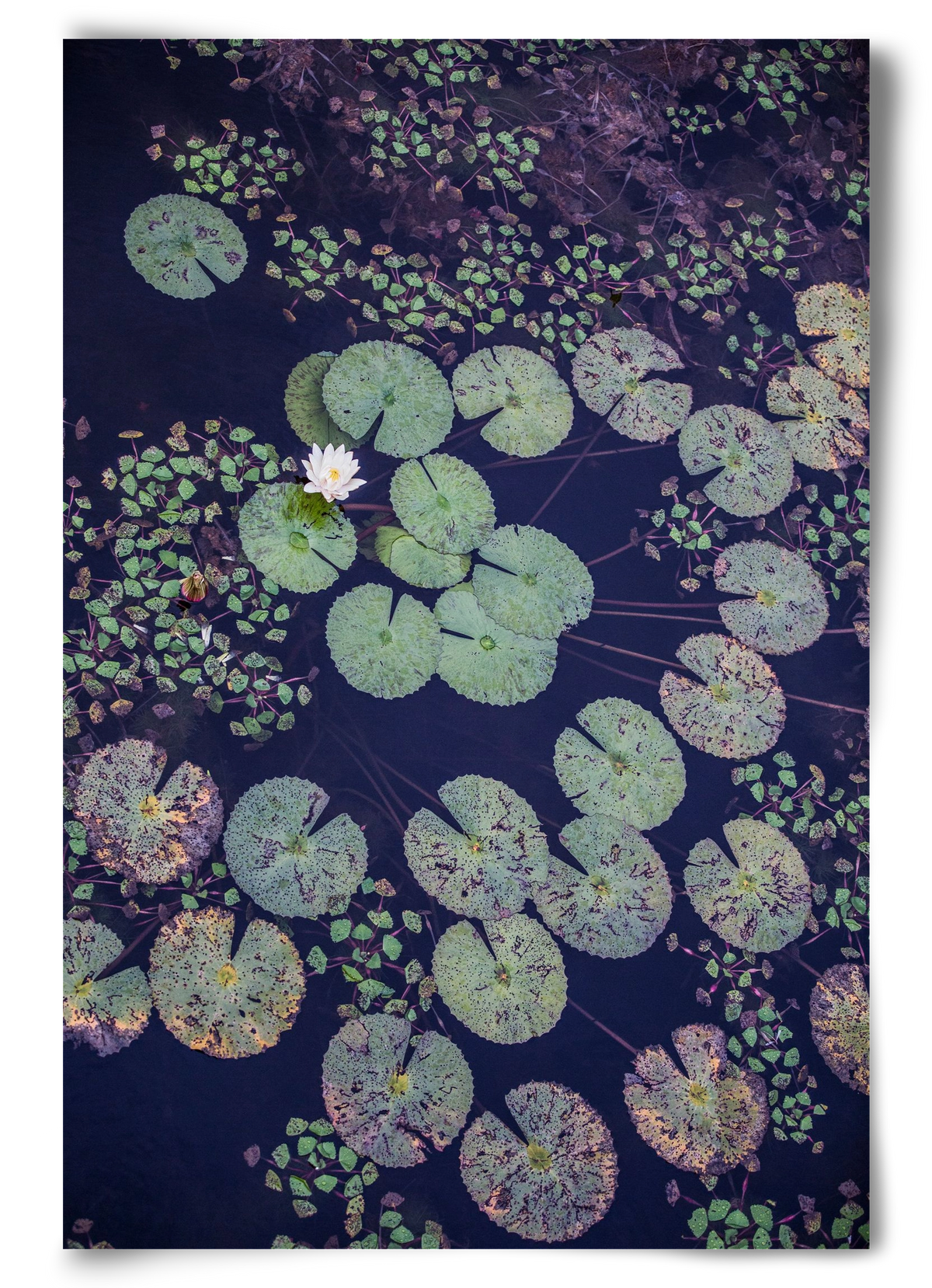 Okovango, 60x90 cm, Keret nélkül