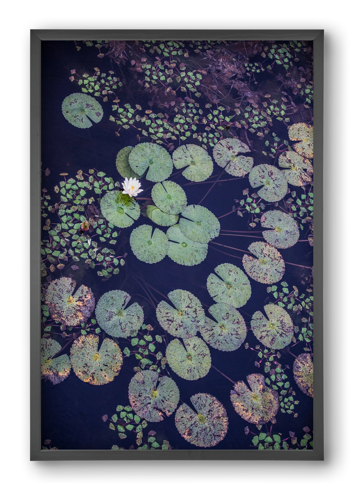 Okovango, 40x60 cm (40x60 cm), Fekete keret